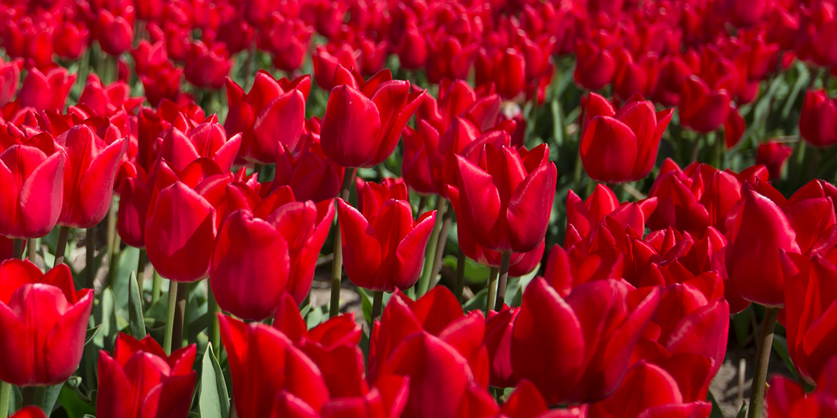 World of Red