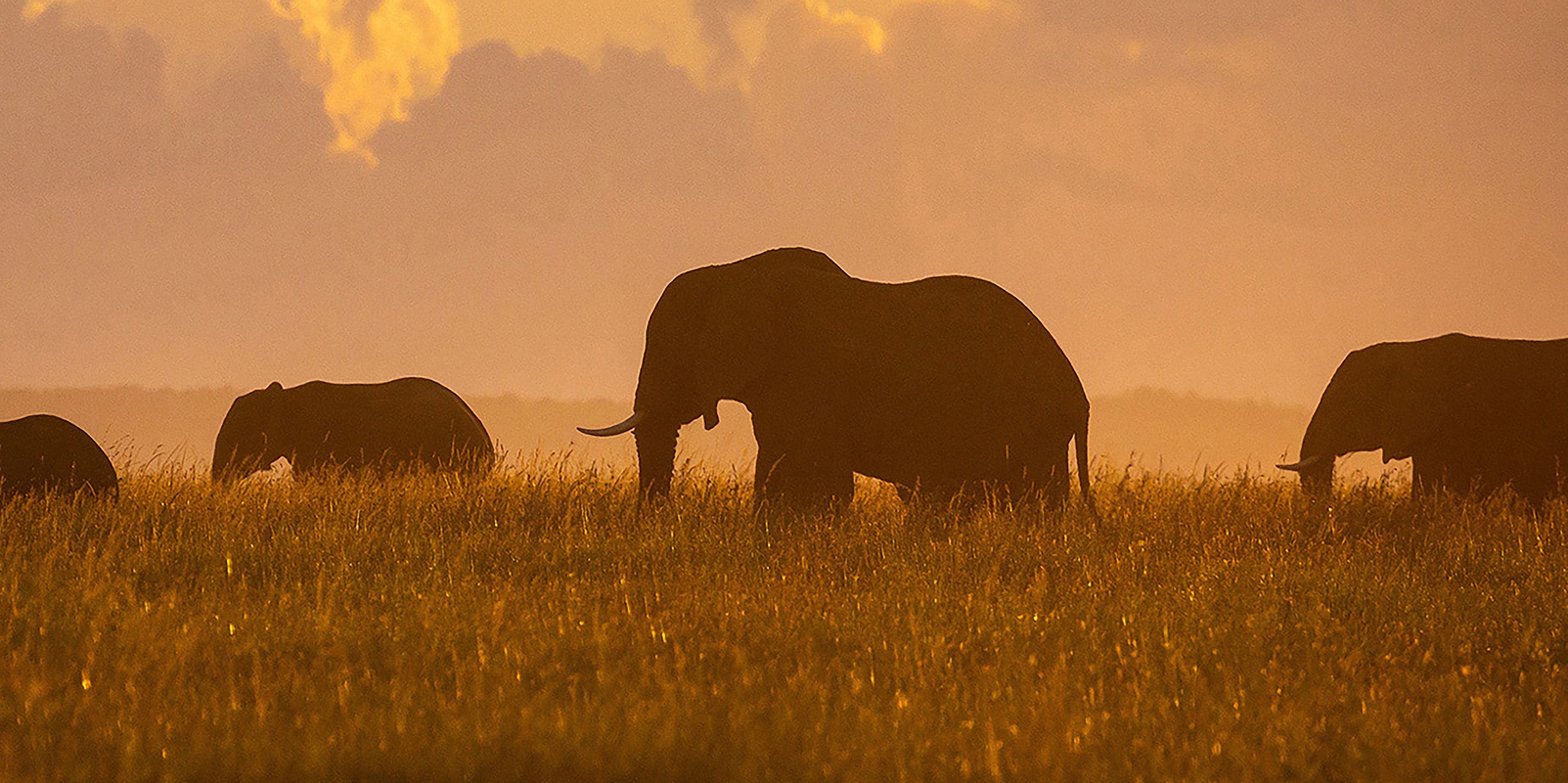 World of Wildlife