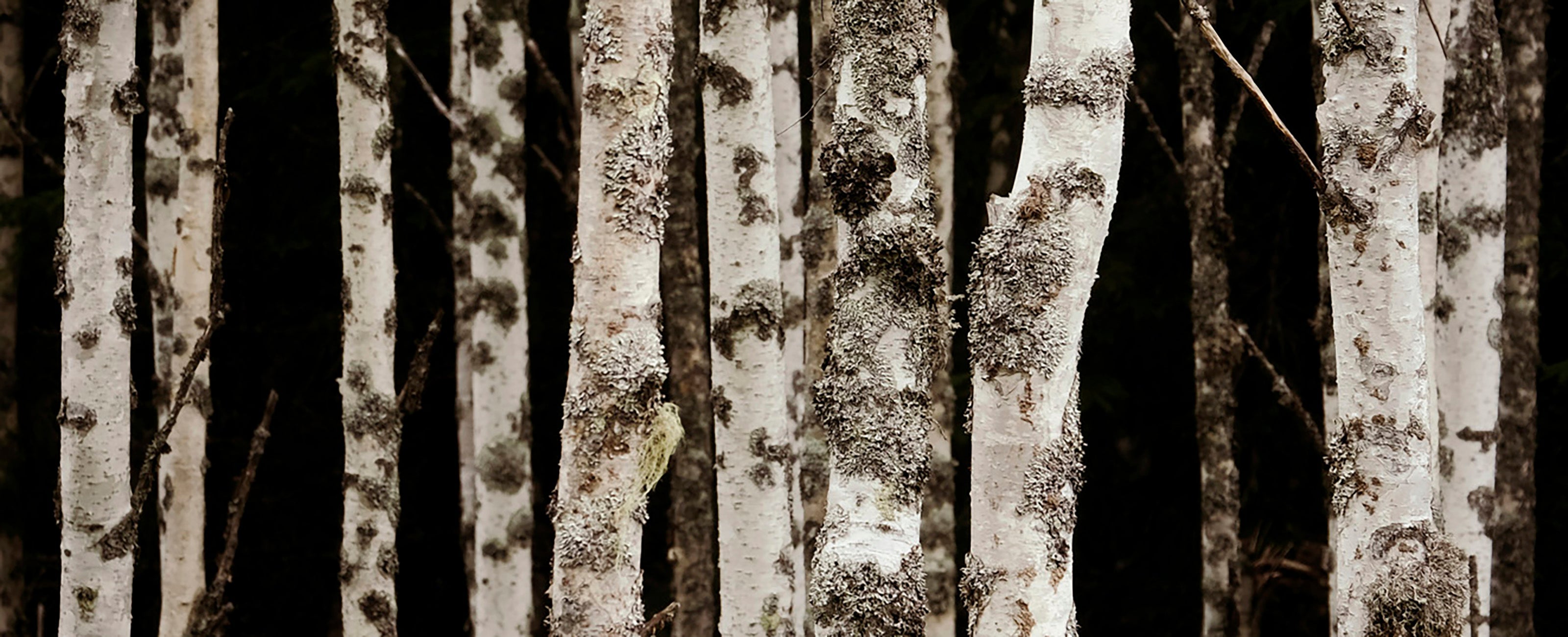 World of Trees, Flowers & Seasons