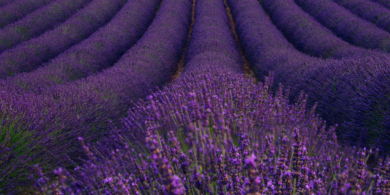 World of Flowers