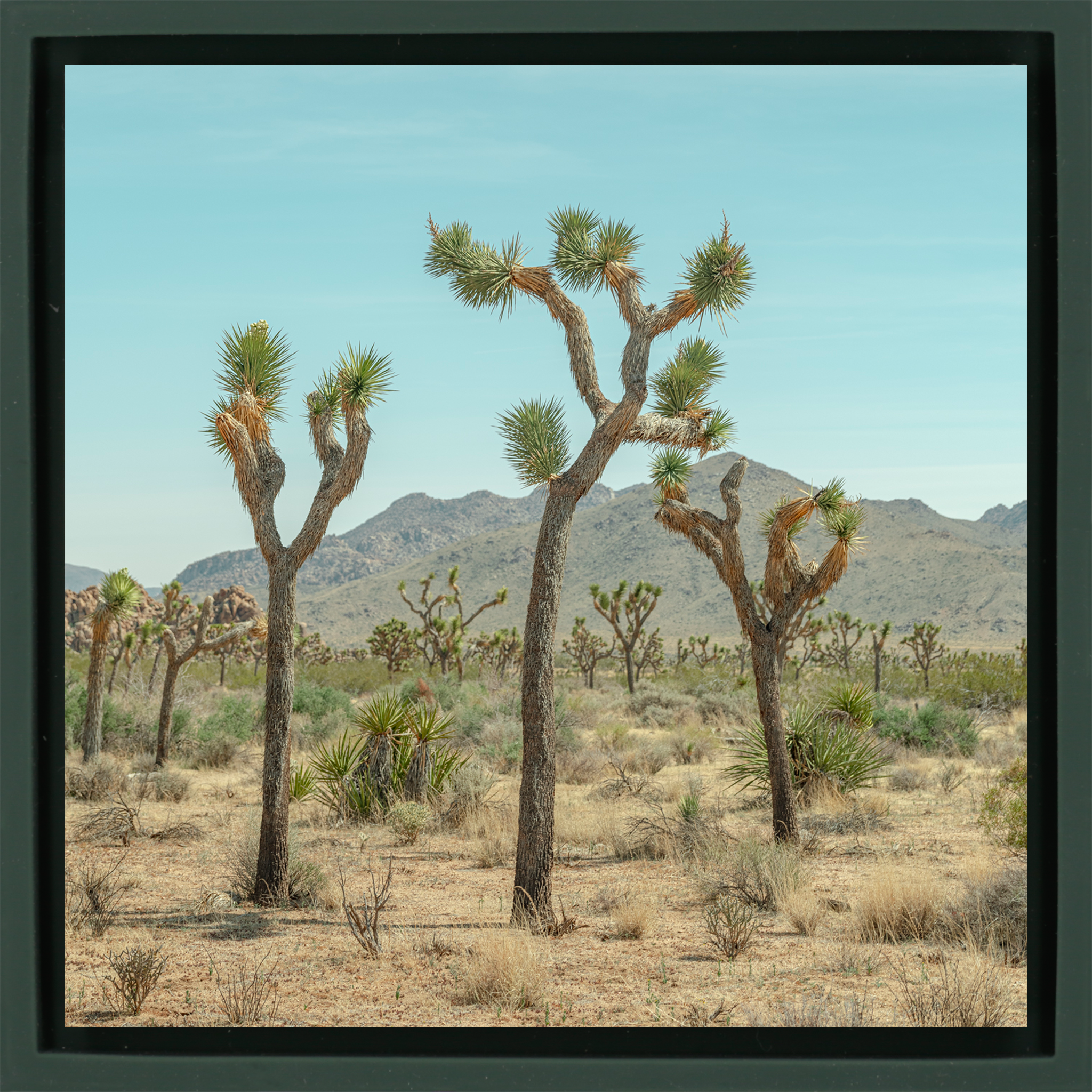 Joshua Tree - Donkergroene Wrapp