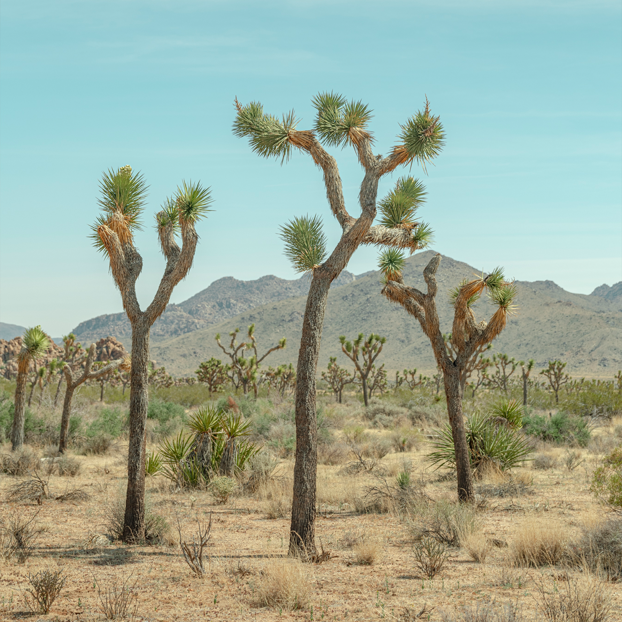 Joshua Tree - Collection: USA
