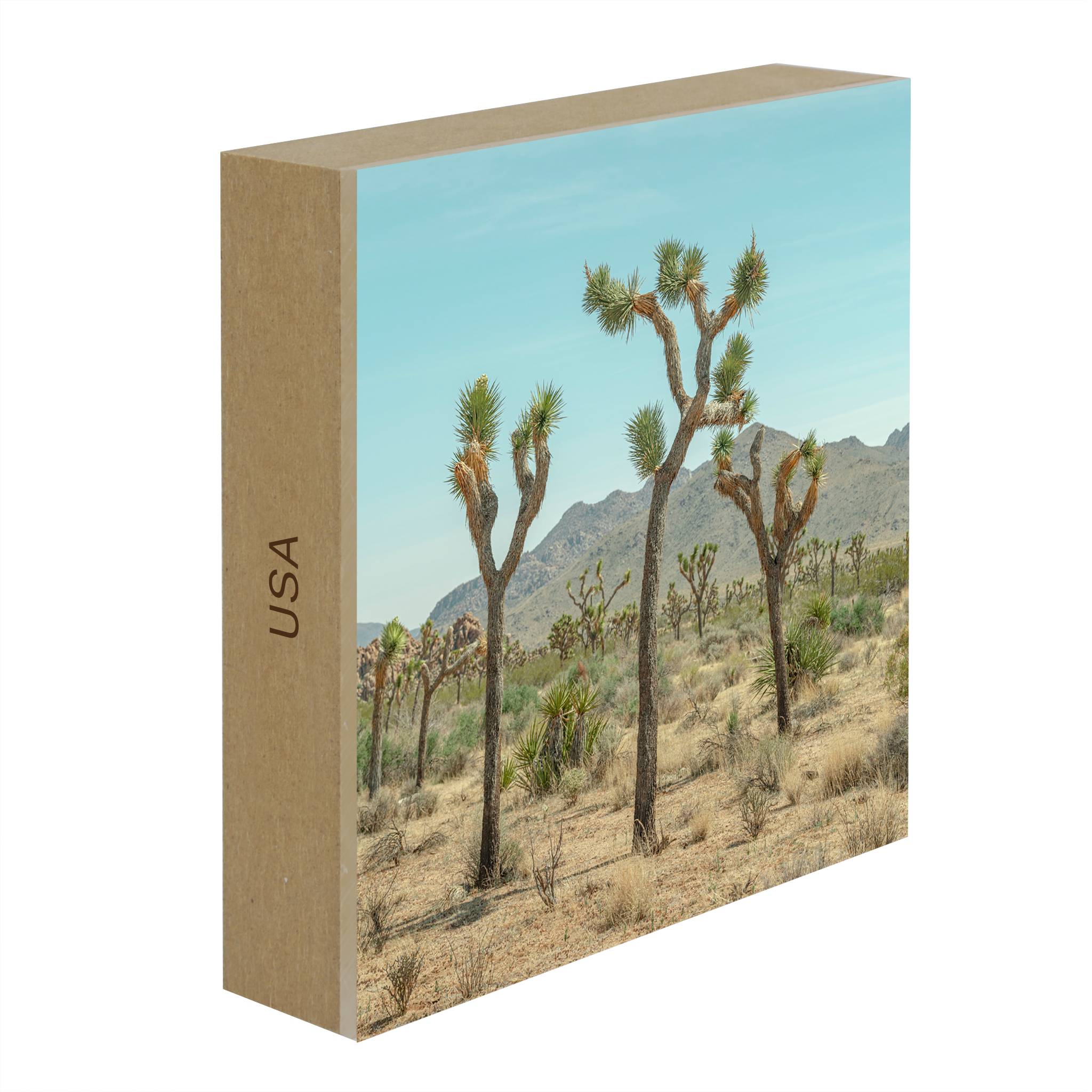 Joshua Tree - Collection: USA