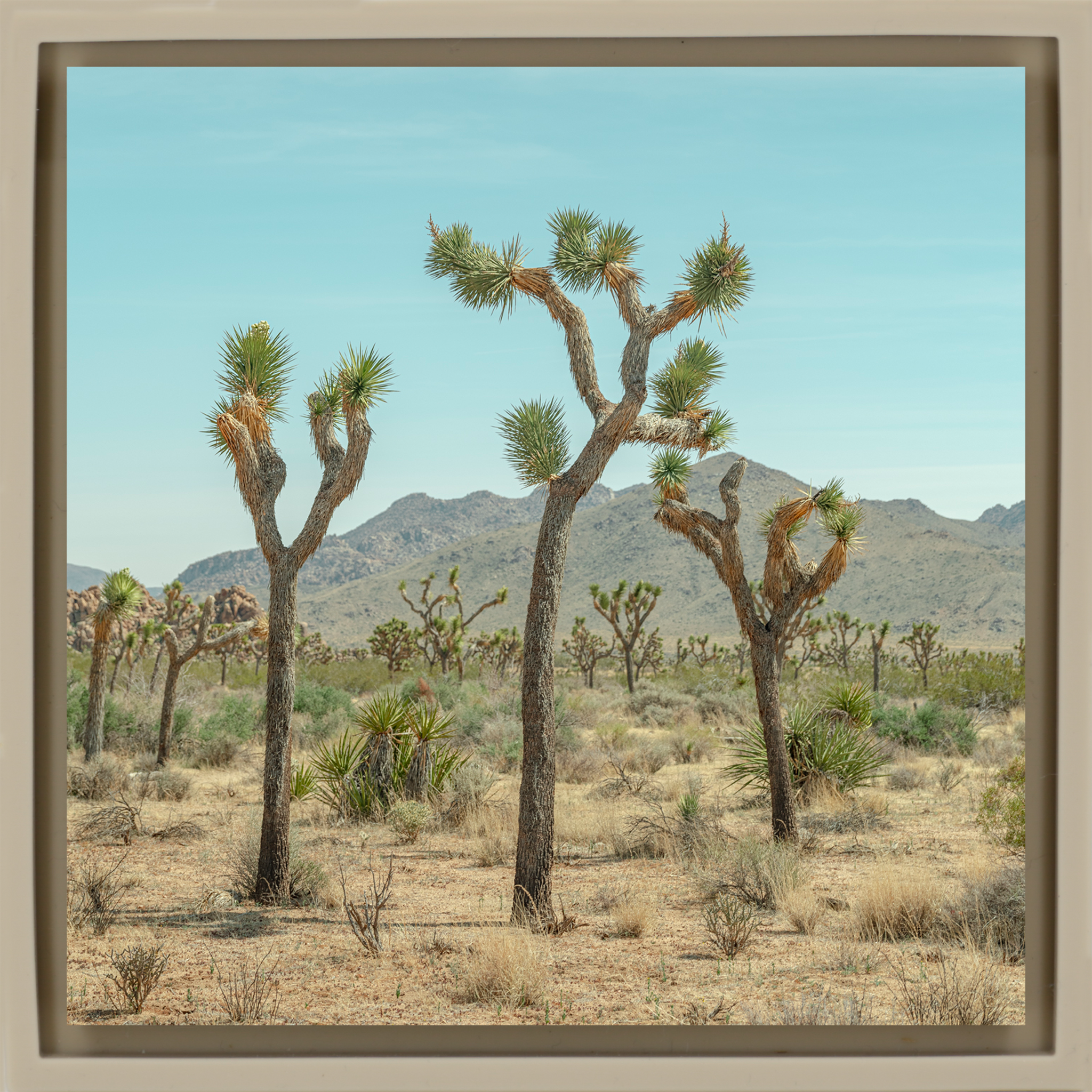 Joshua Tree - Zandkleurige Wrapp