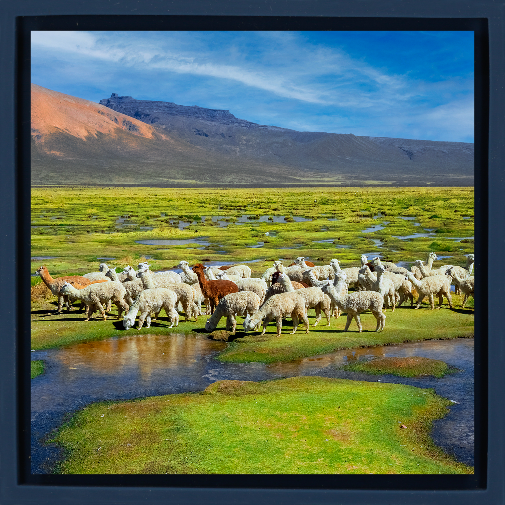 Alpacas - Donkerblauwe Wrapp