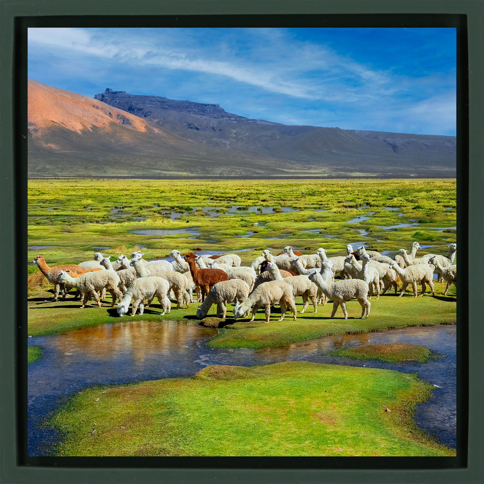 Alpacas - Donkergroene Wrapp