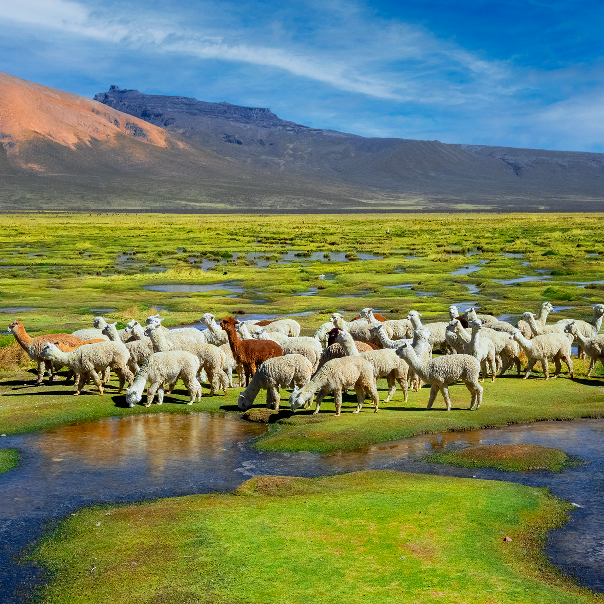 Alpacas- Collection: Peru