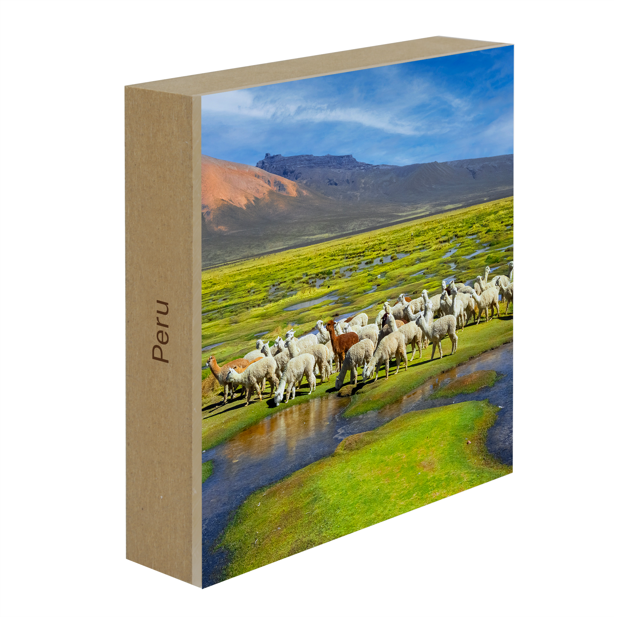 Alpacas- Collection: Peru