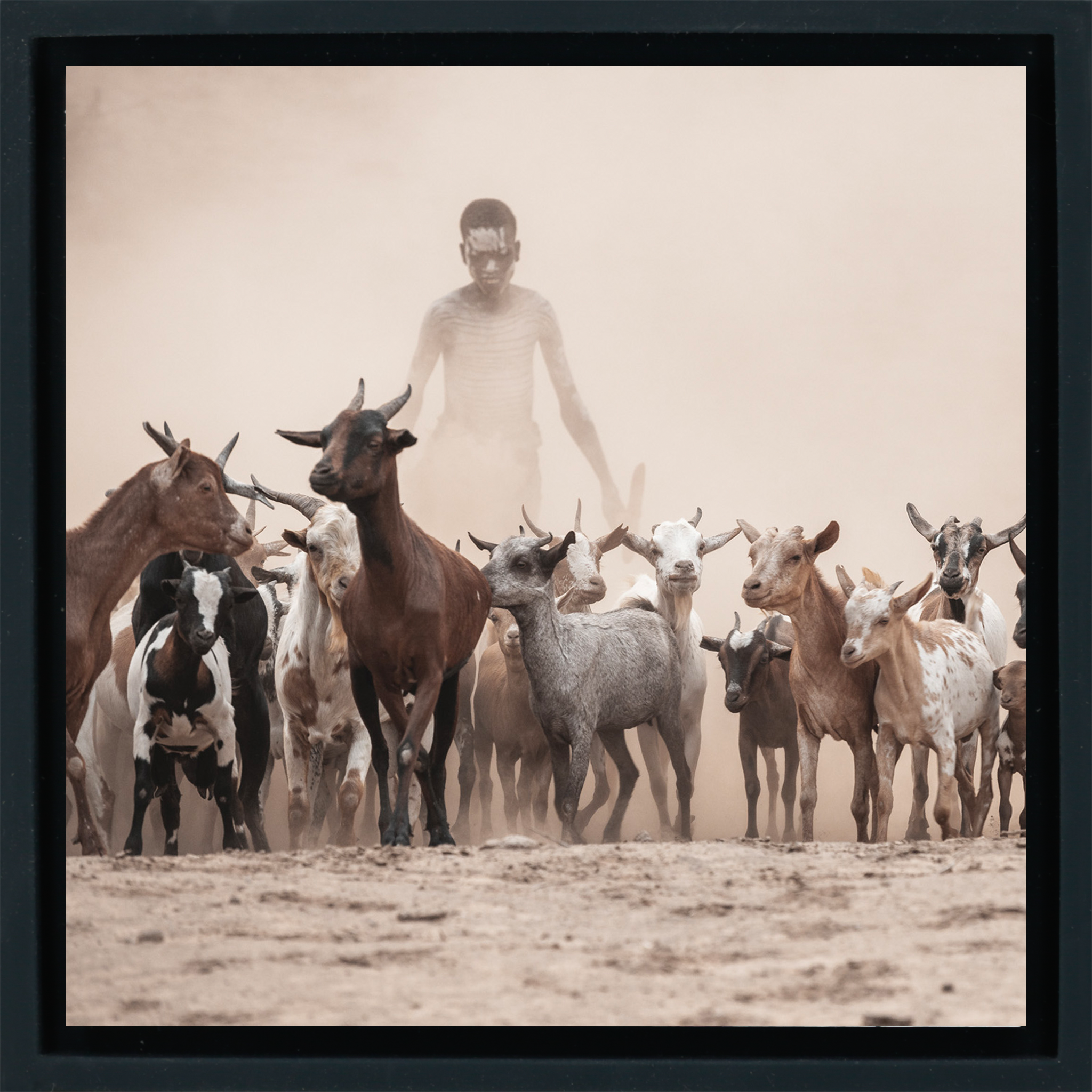 Shepperd in the Dust- Black Wrapp