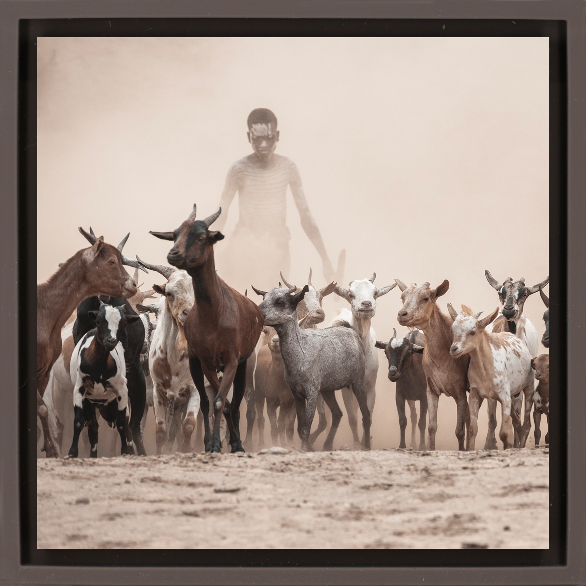 Shepperd in the Dust- Brown Wrapp