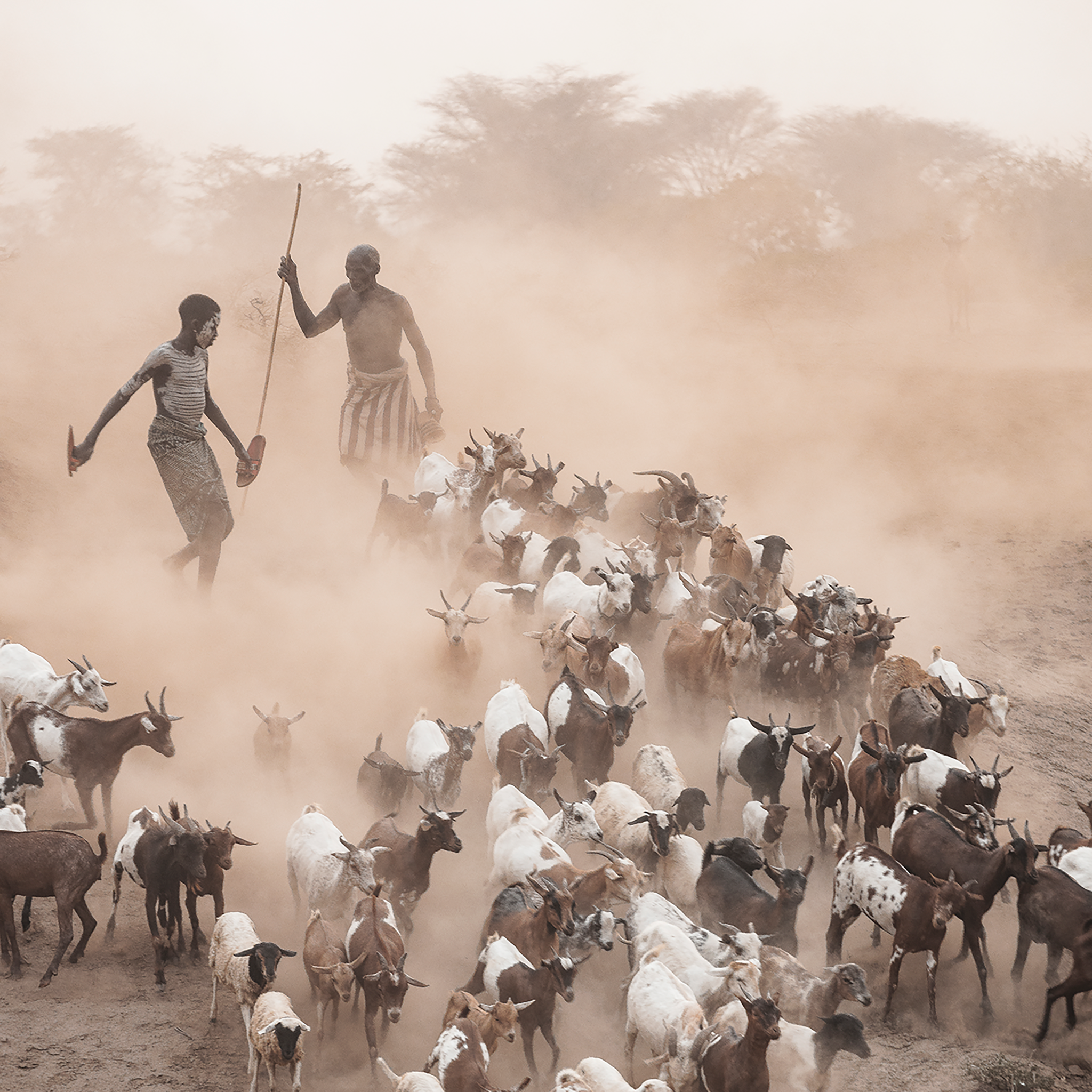 Dust and Goats Omo Valley- Collection: Ethiopia