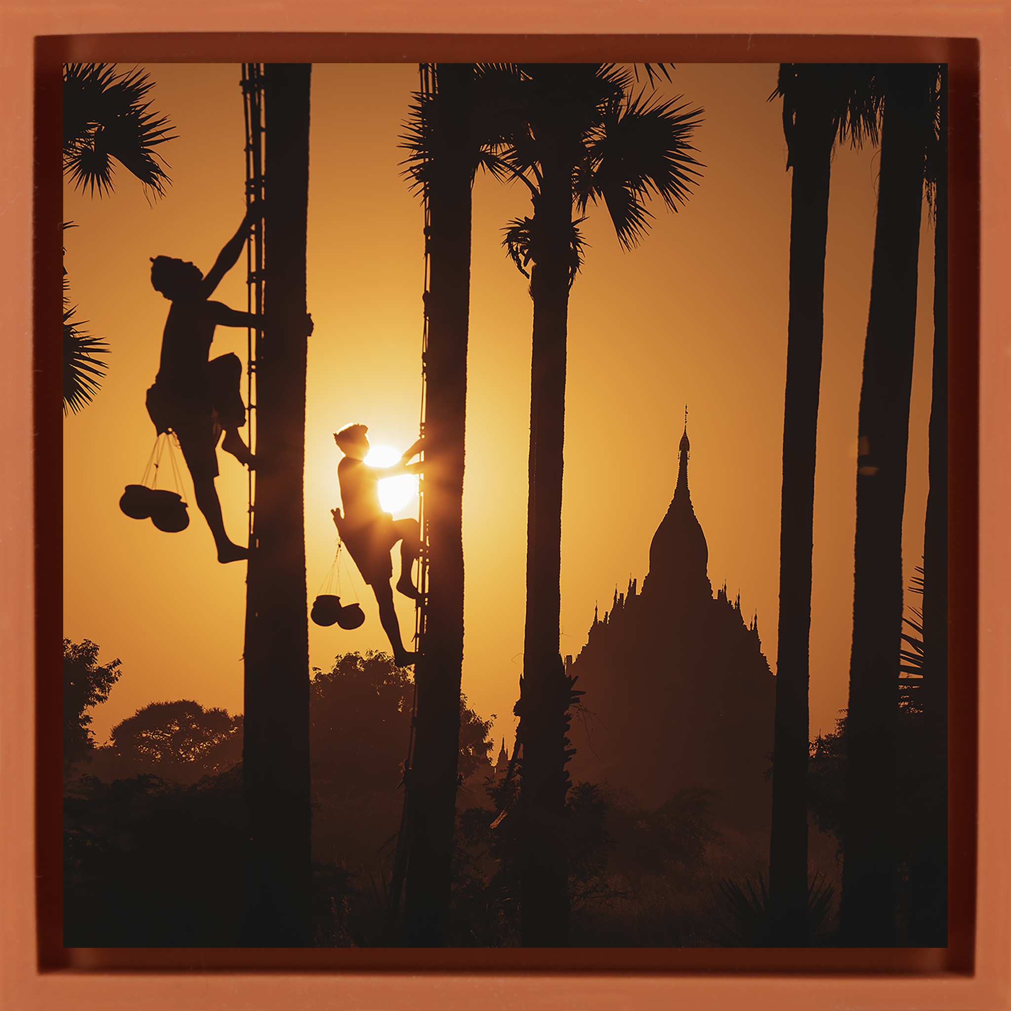 Palm Trappers Bagam- Orange Wrapp