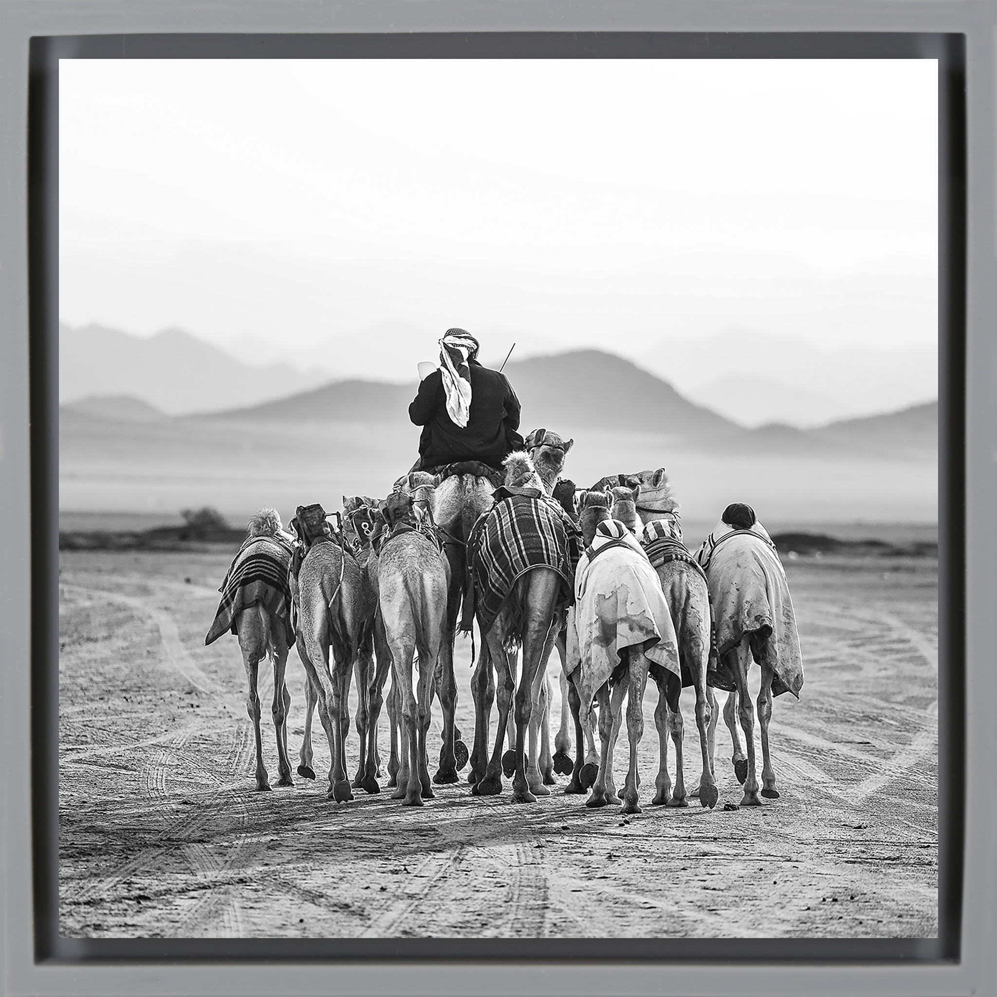 The Camel Driver- Grey Wrapp
