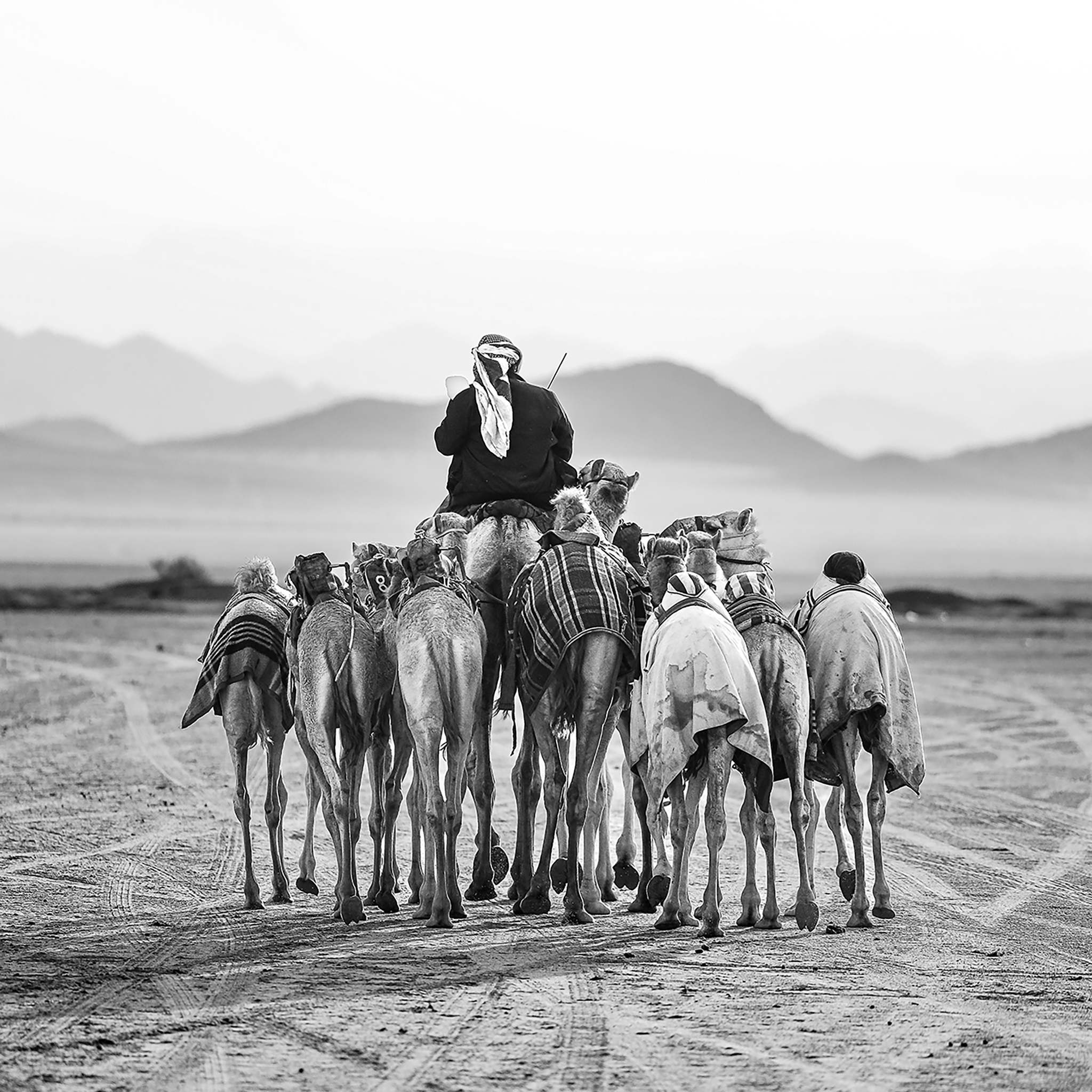 The Camel Driver- Collection: Saudi Arabia