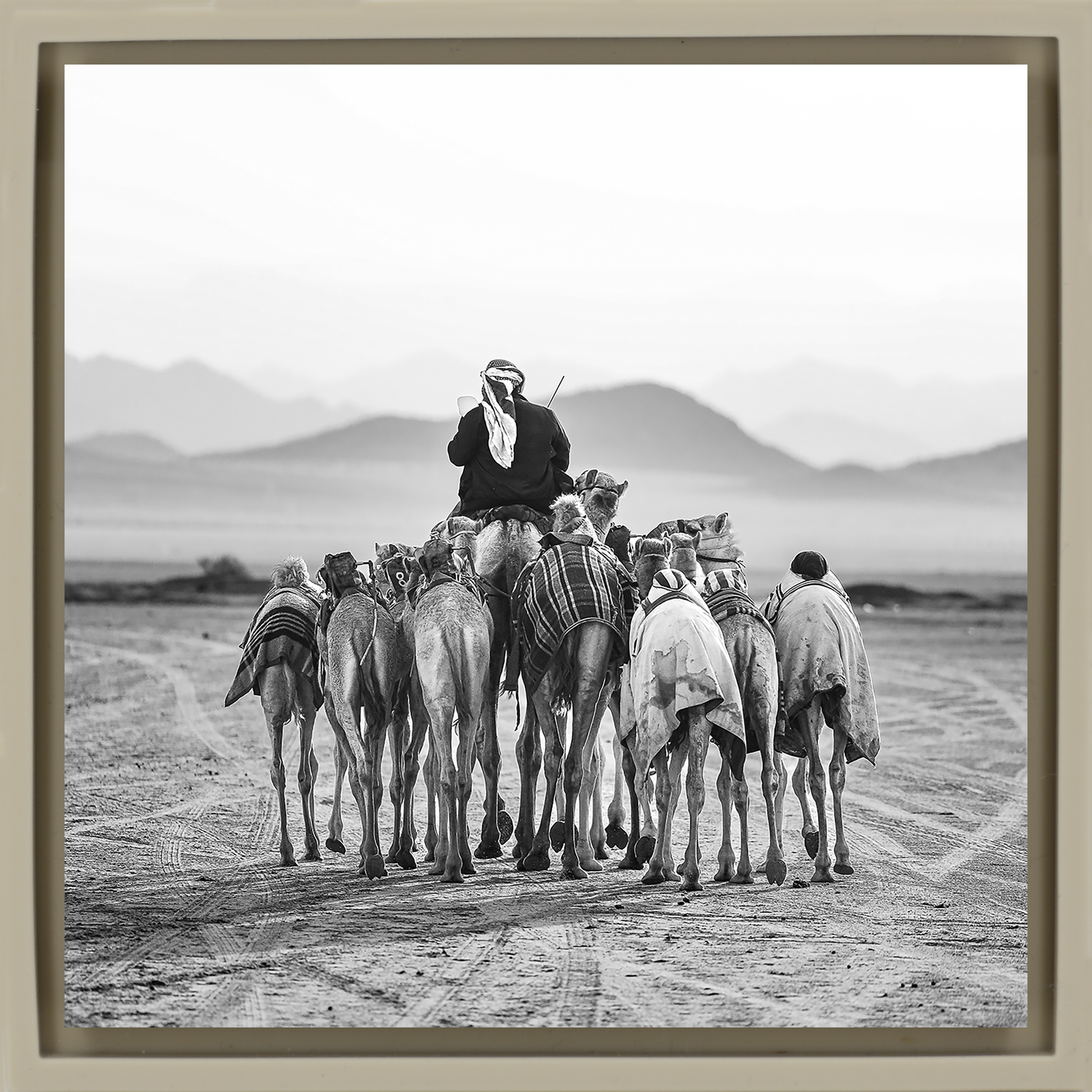 The Camel Driver- Sand Wrapp