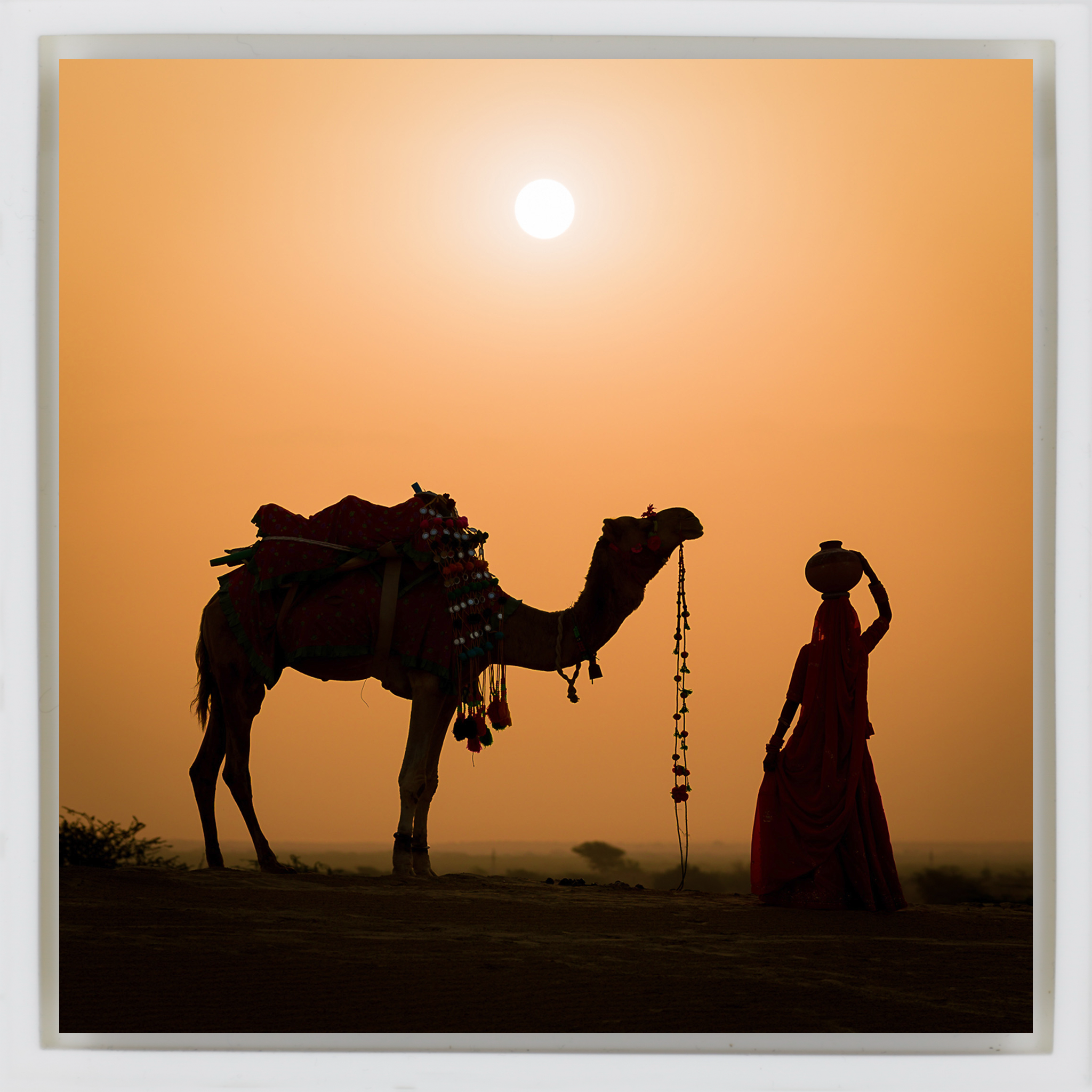 Snake Charmer - Witte Wrapp