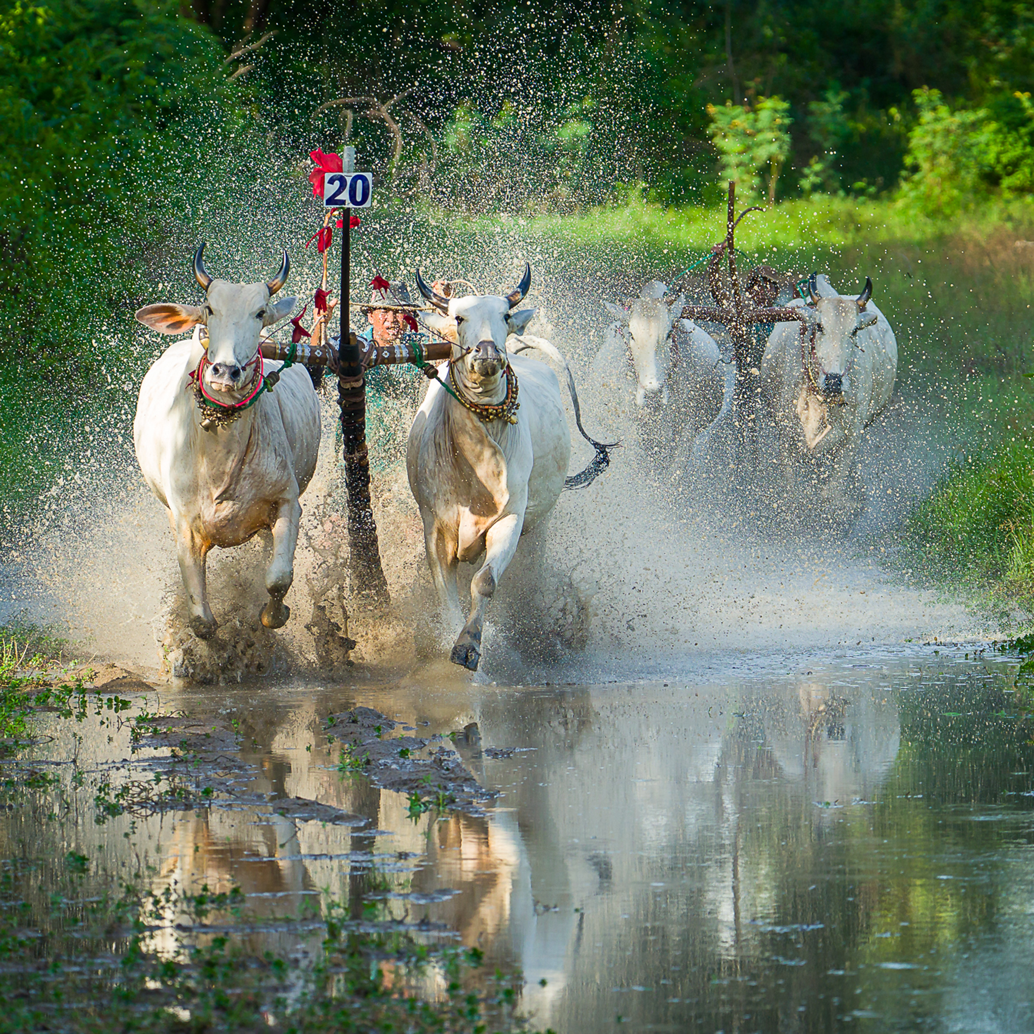 Waterbuffelraces - Collectie: Vietnam
