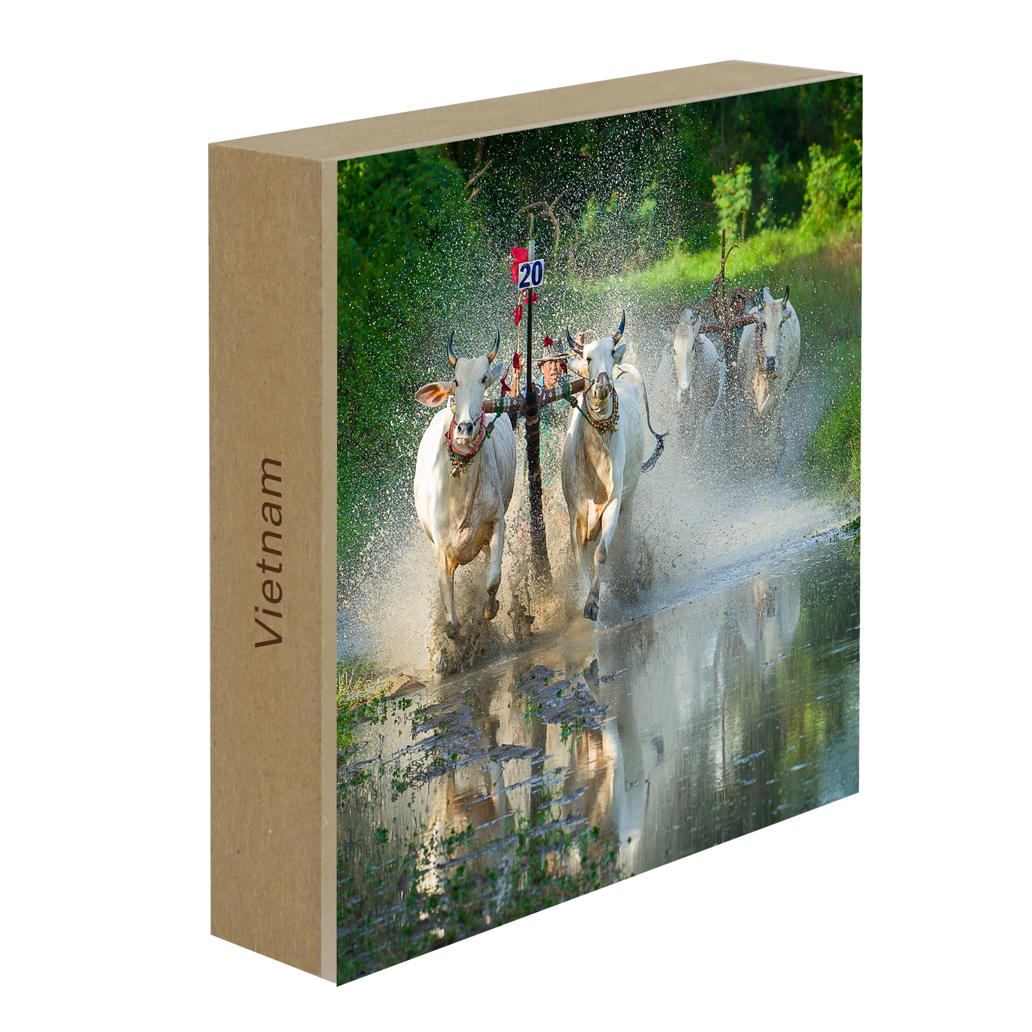 Waterbuffelraces - Collectie: Vietnam
