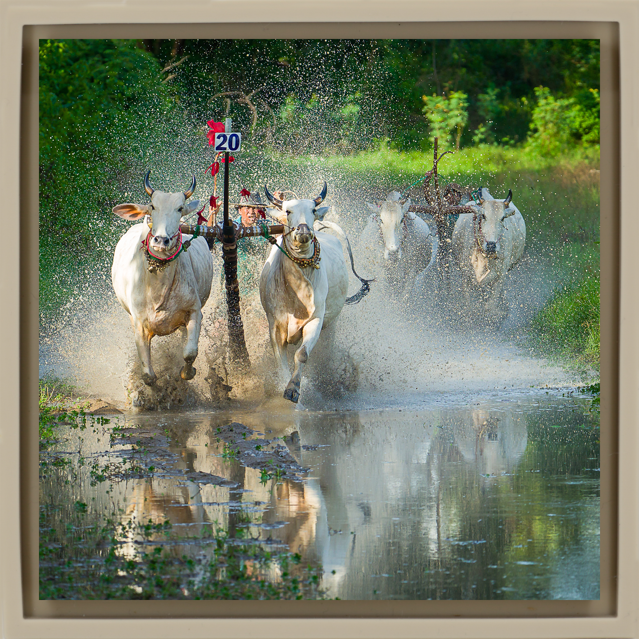 Water Buffalo Racing - Zandkleurige Wrapp
