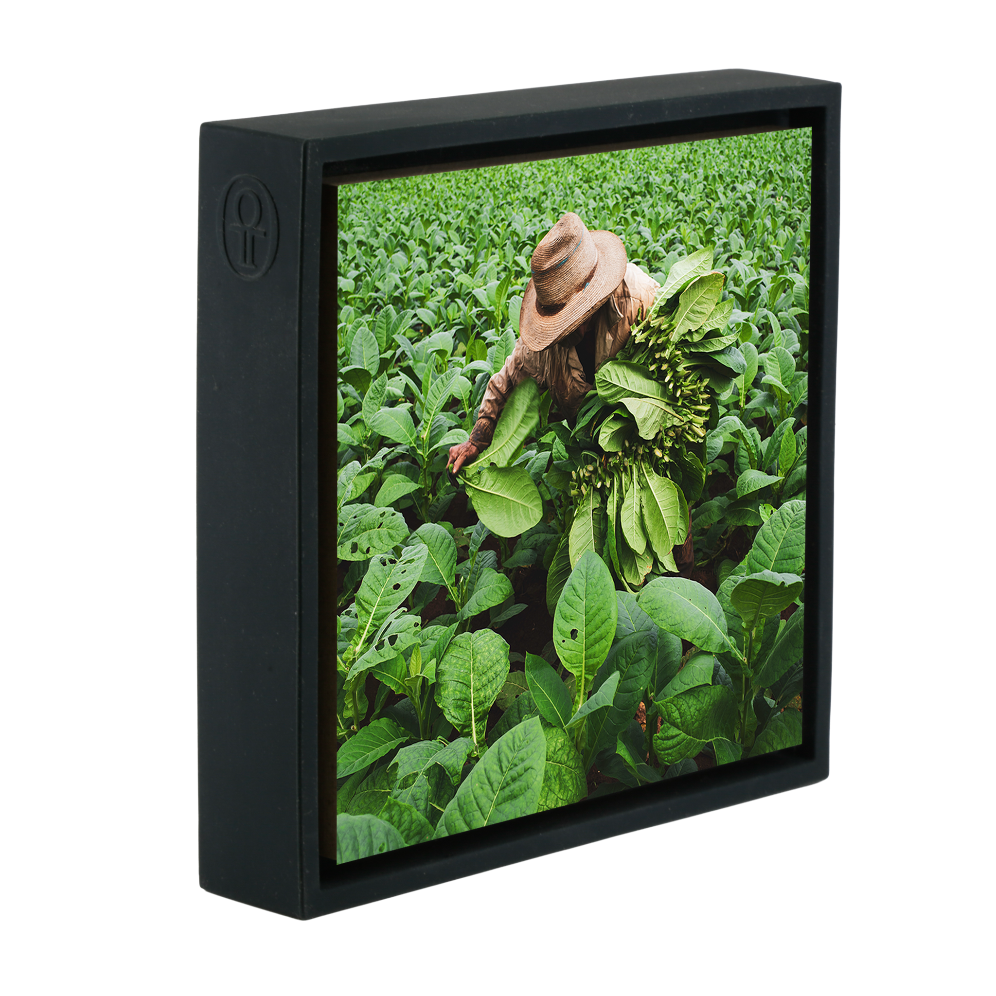 Tobacco Harvester- Black Wrapp