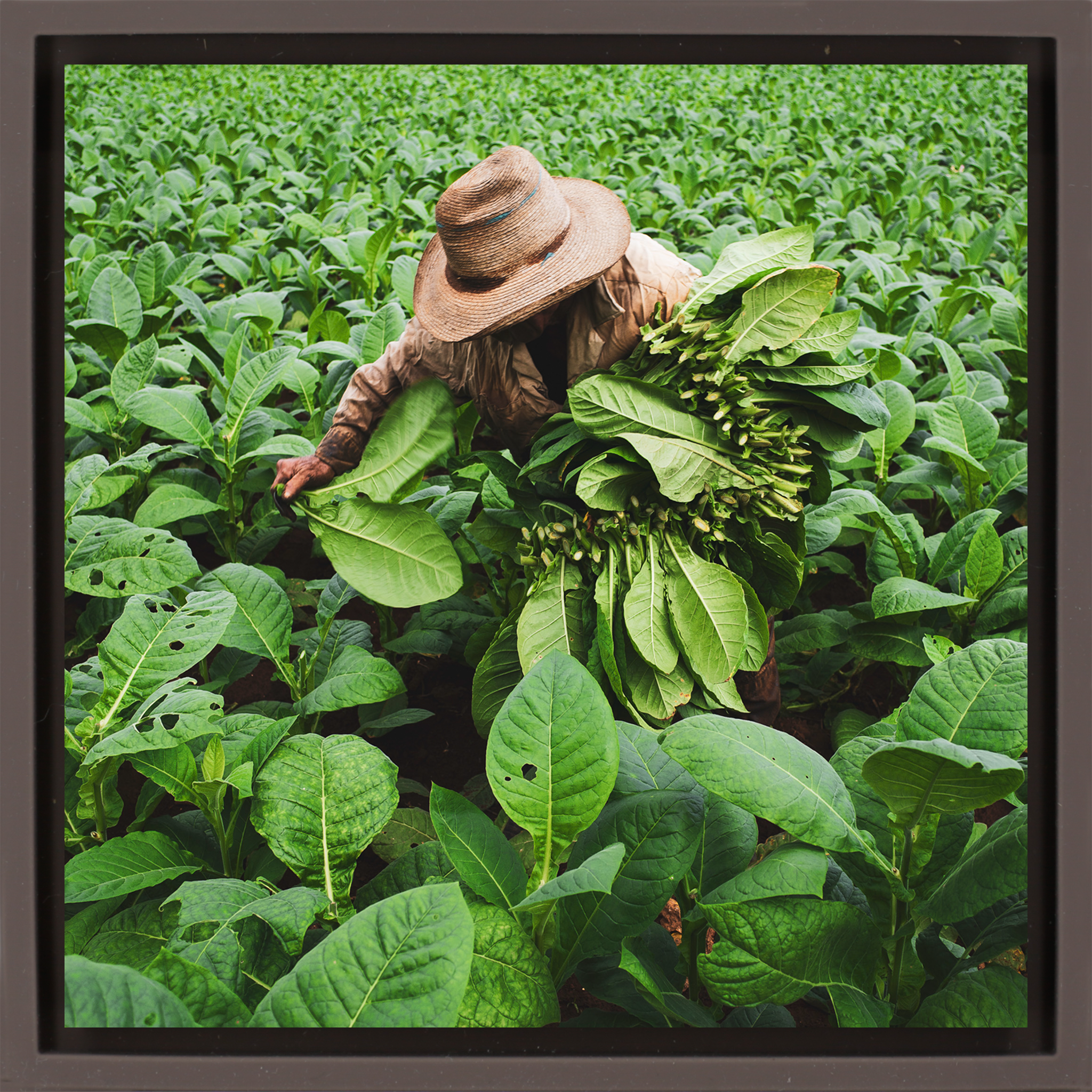Tobacco Harvester- Brown Wrapp