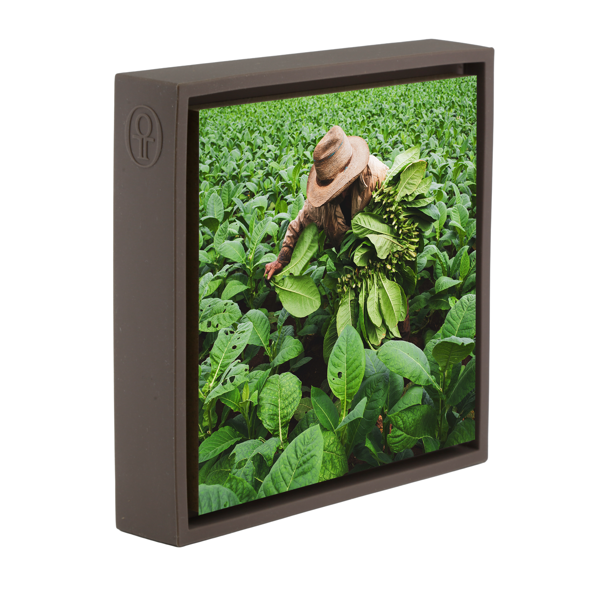 Tobacco Harvester- Brown Wrapp