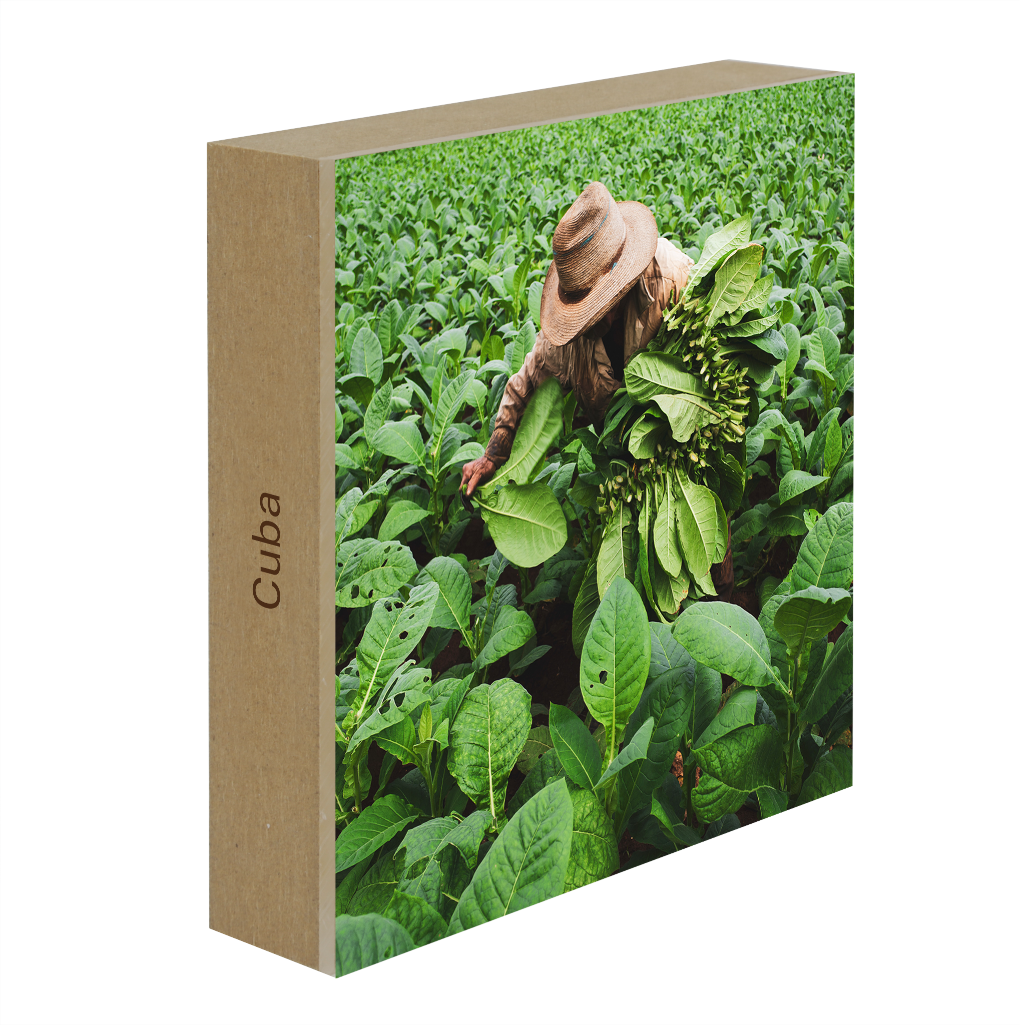 Tobacco Harvester- Collection: Cuba