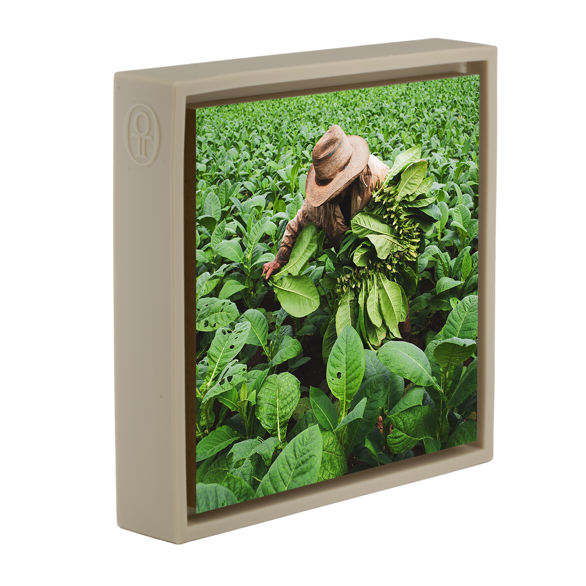 Tobacco Harvester- Sand Wrapp