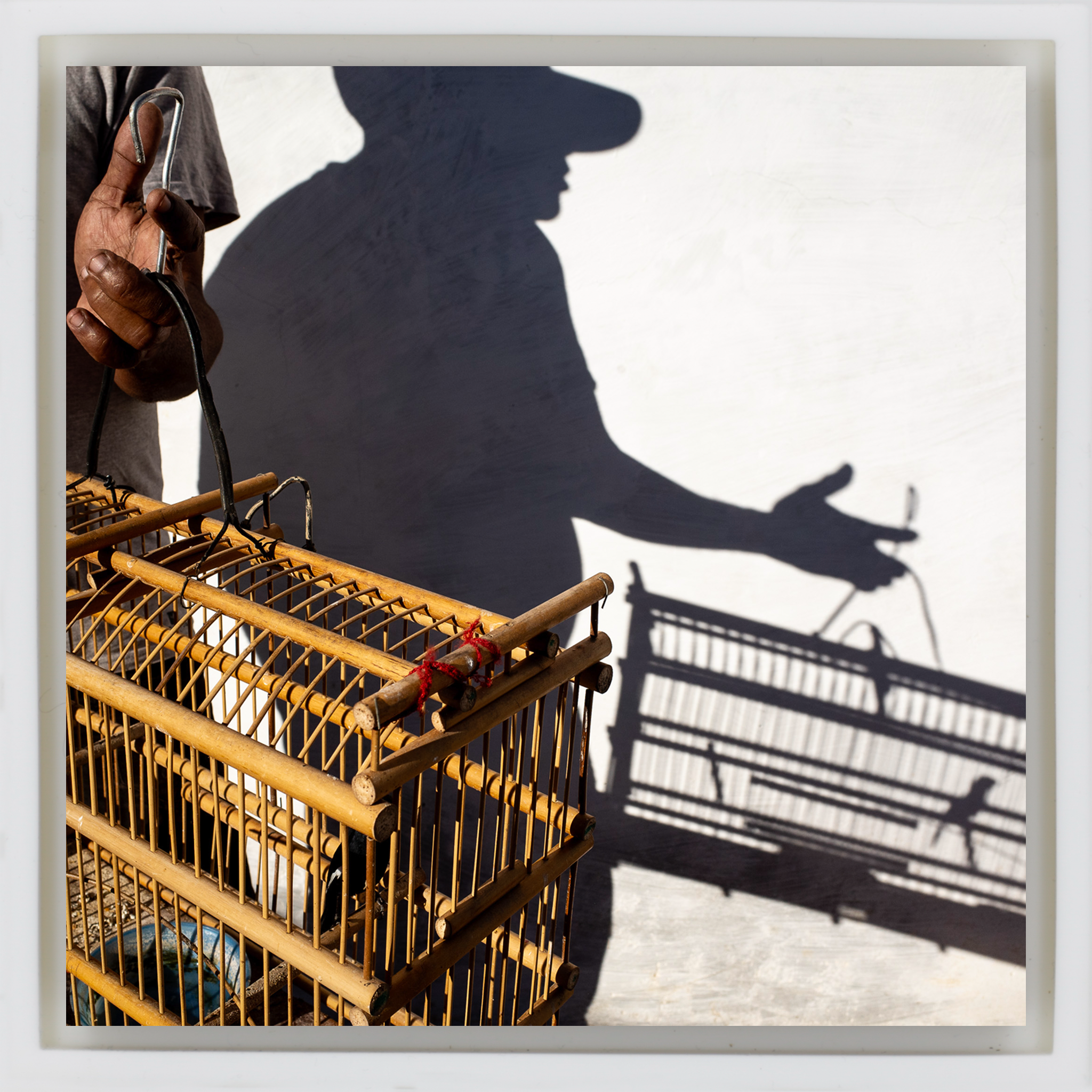 Birds, A Cuban Passion - Witte Wrapp