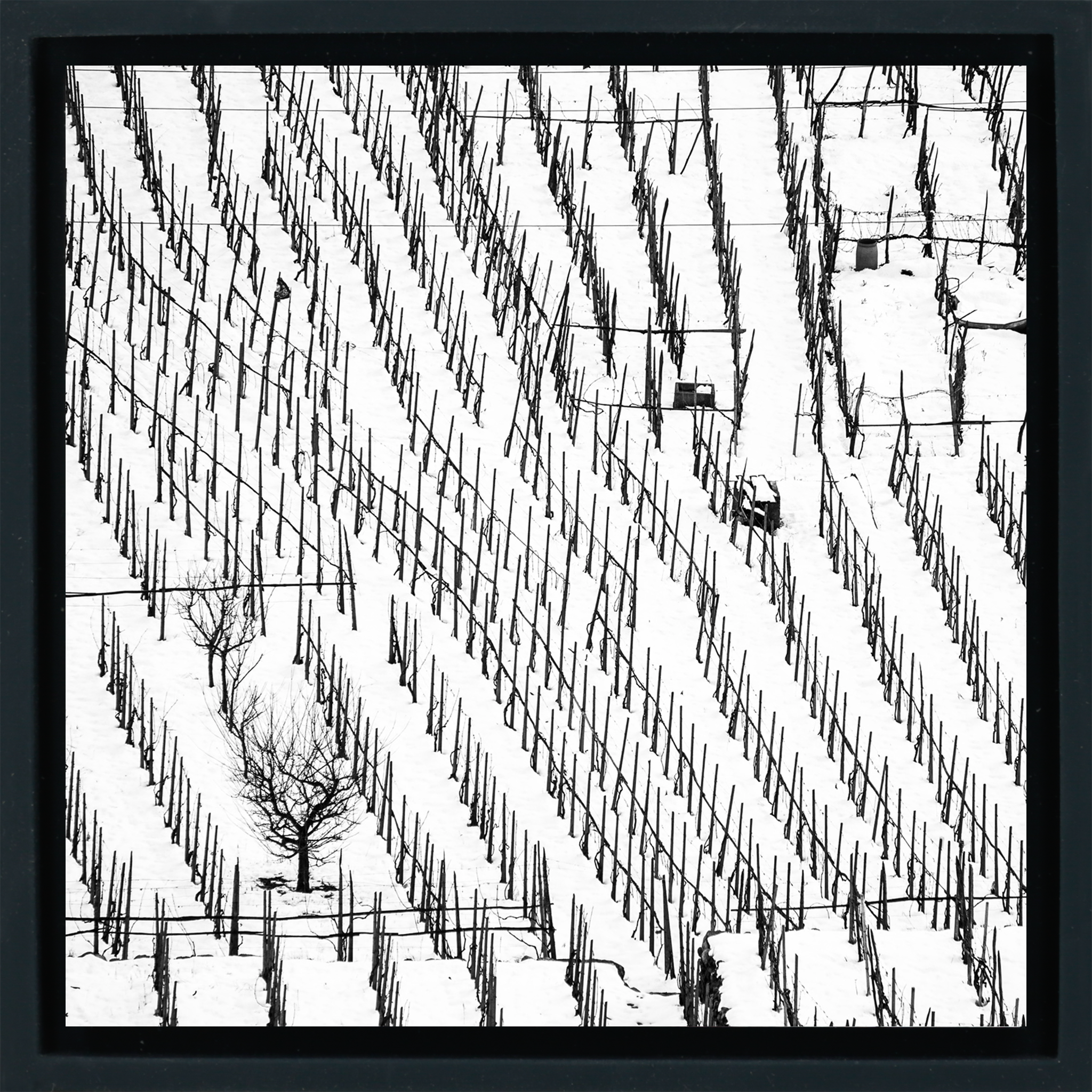 Winter Vineyards- Black Wrapp