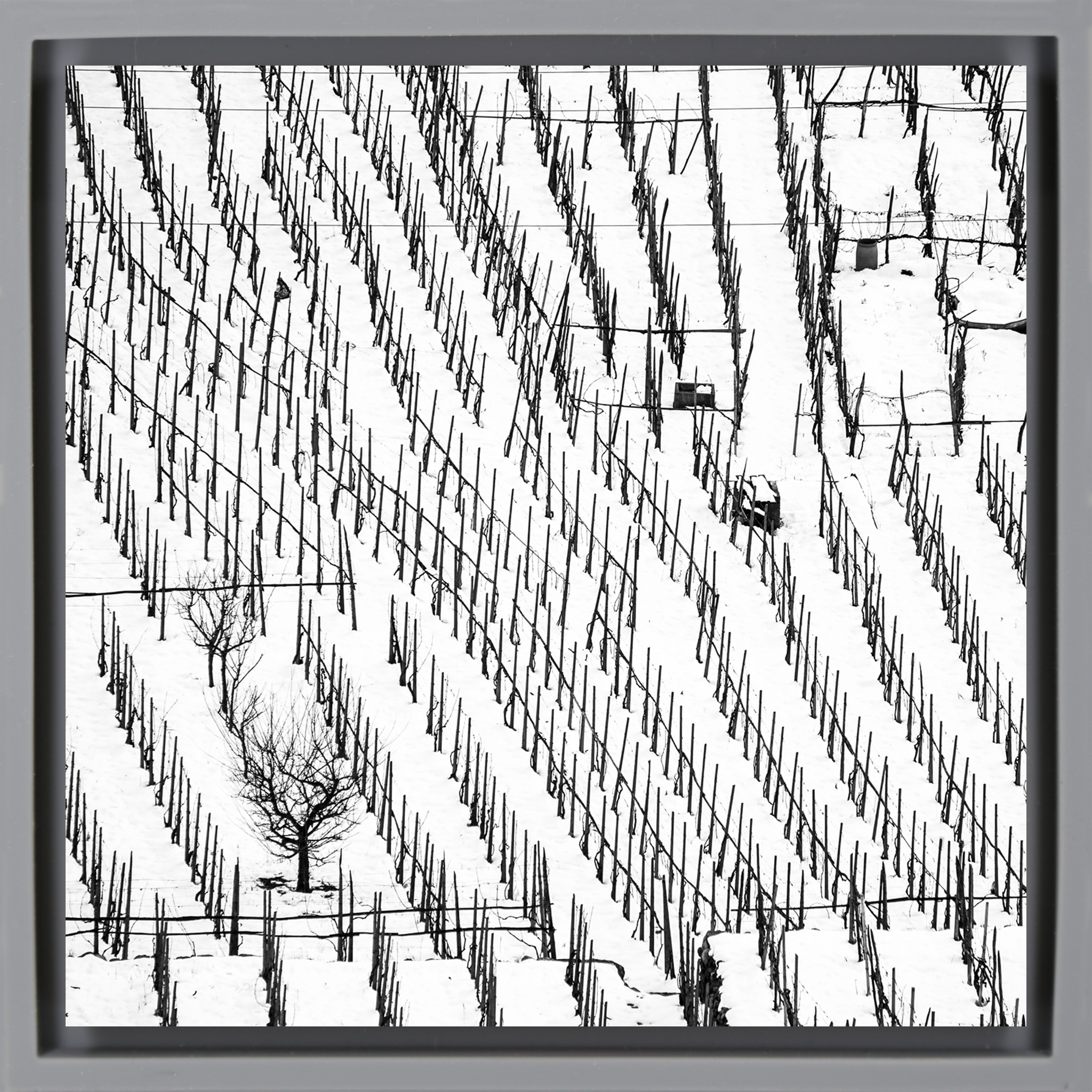 Winter Vineyards- Grey Wrapp