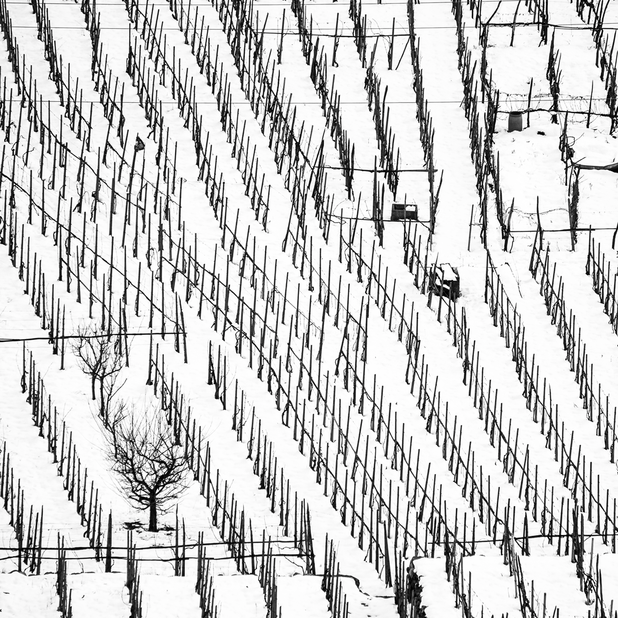 Winter Vineyards- Collection: Italy