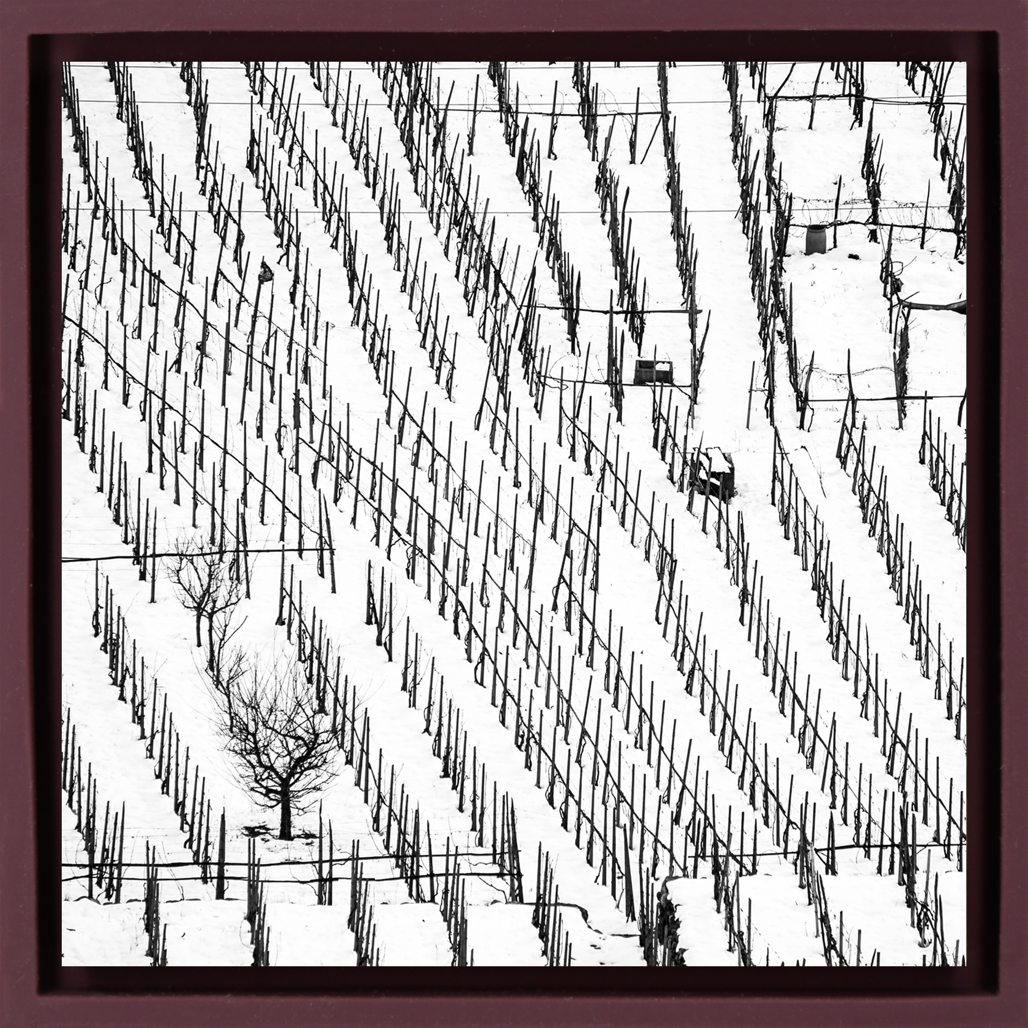 Winter Vineyards- Purple Wrapp