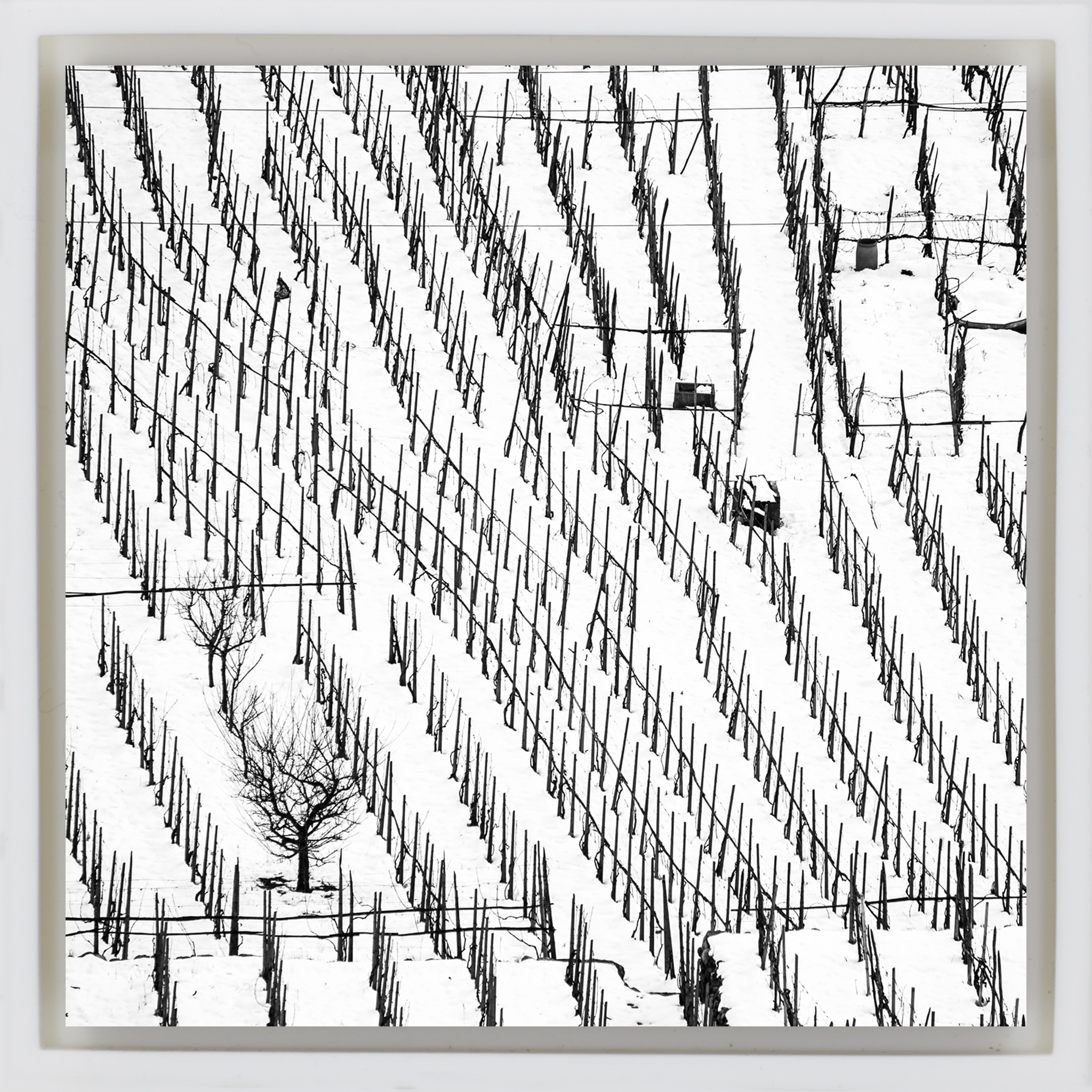 Winter Vineyards- White Wrapp