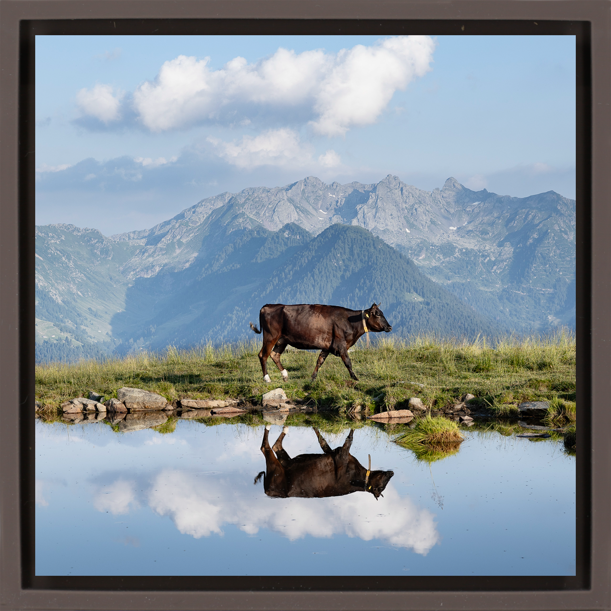 Cow Above the Clouds- Brown Wrapp