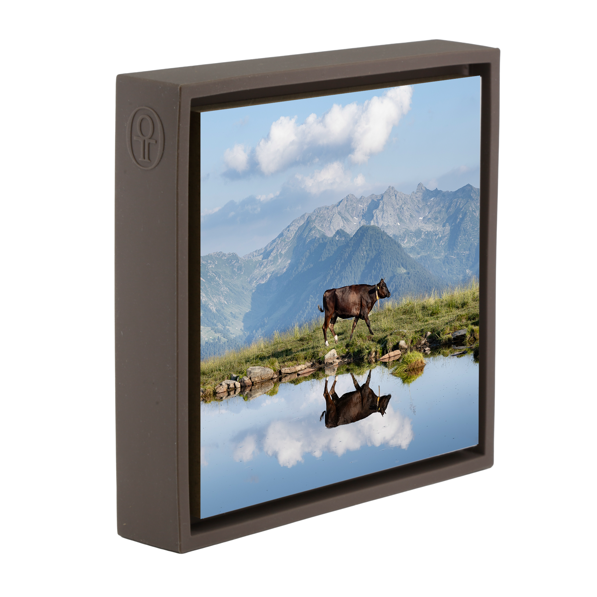 Cow Above the Clouds- Brown Wrapp