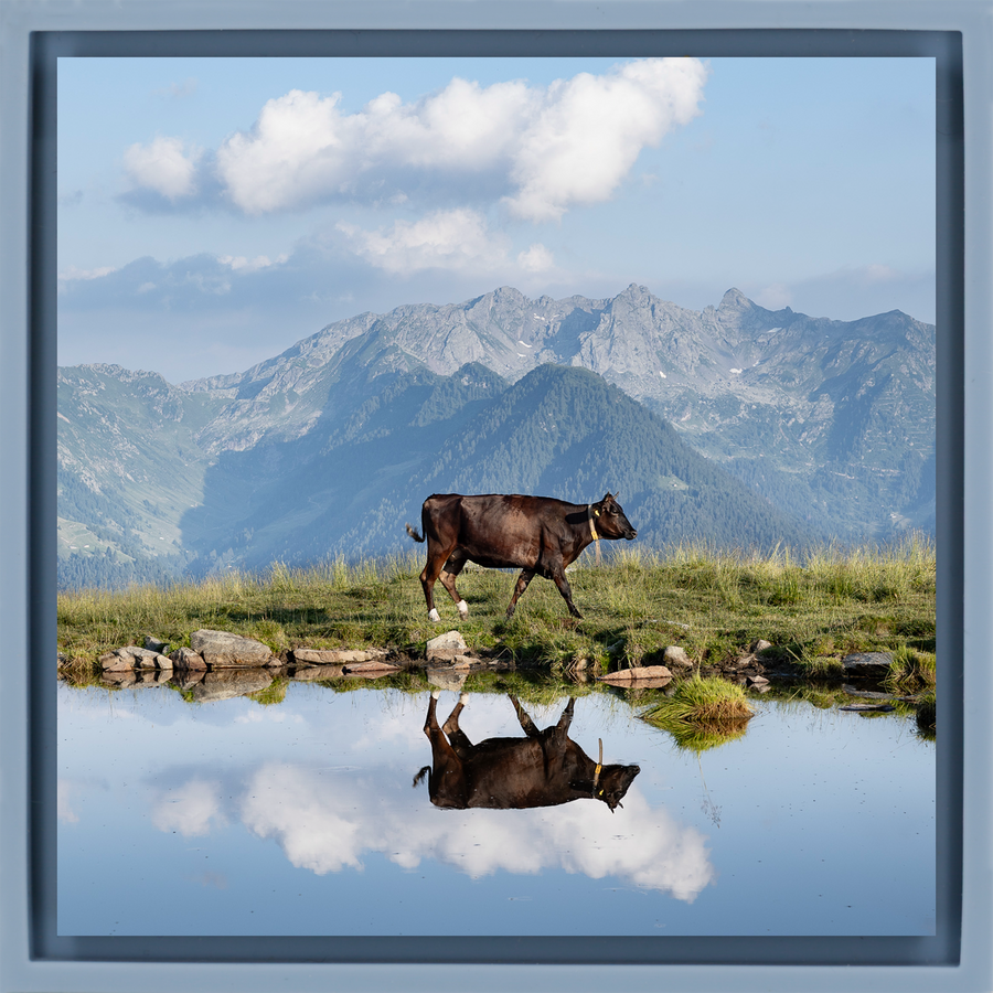 Cow Above the Clouds - Hellblaue Wrapp