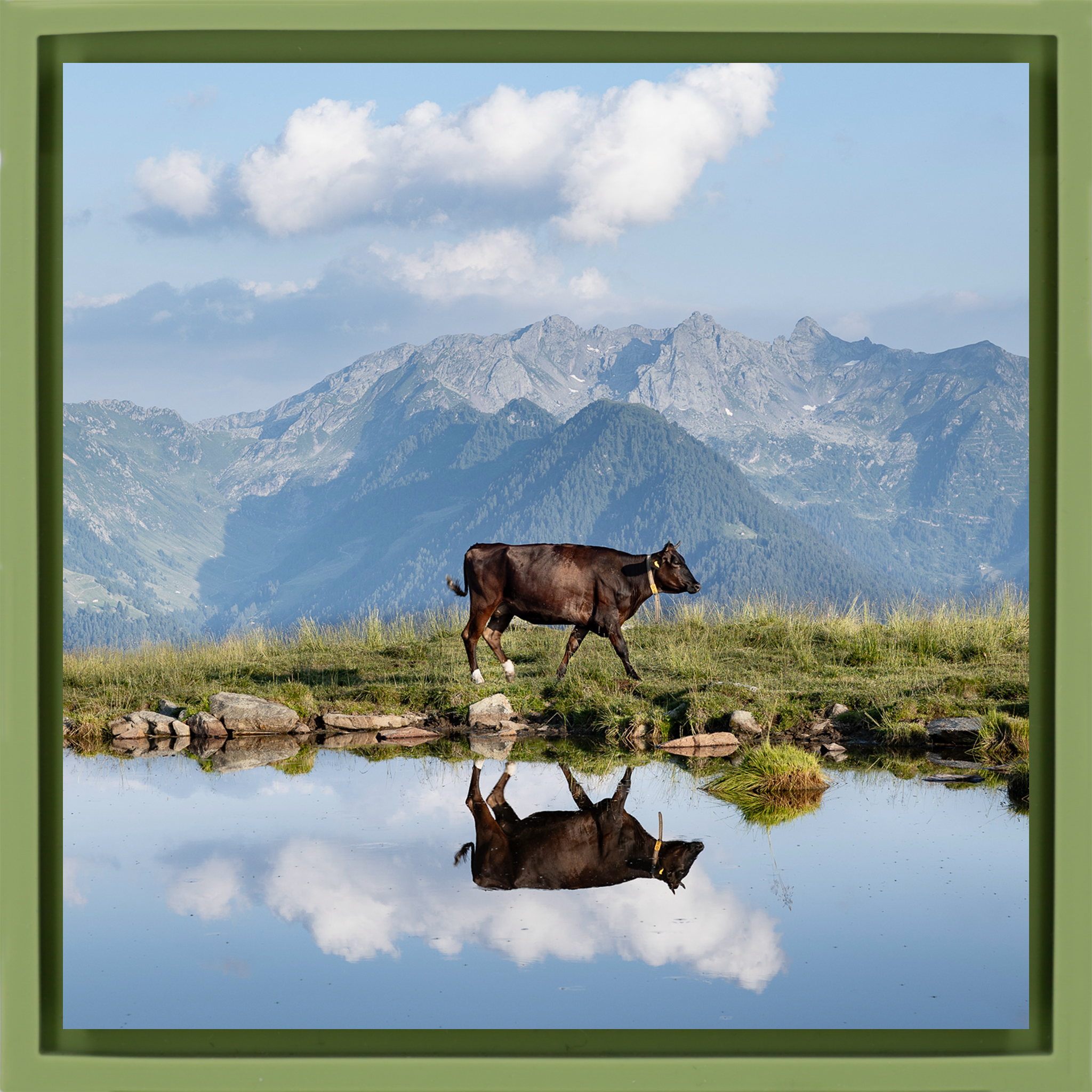 Cow Above the Clouds- Light Green Wrapp