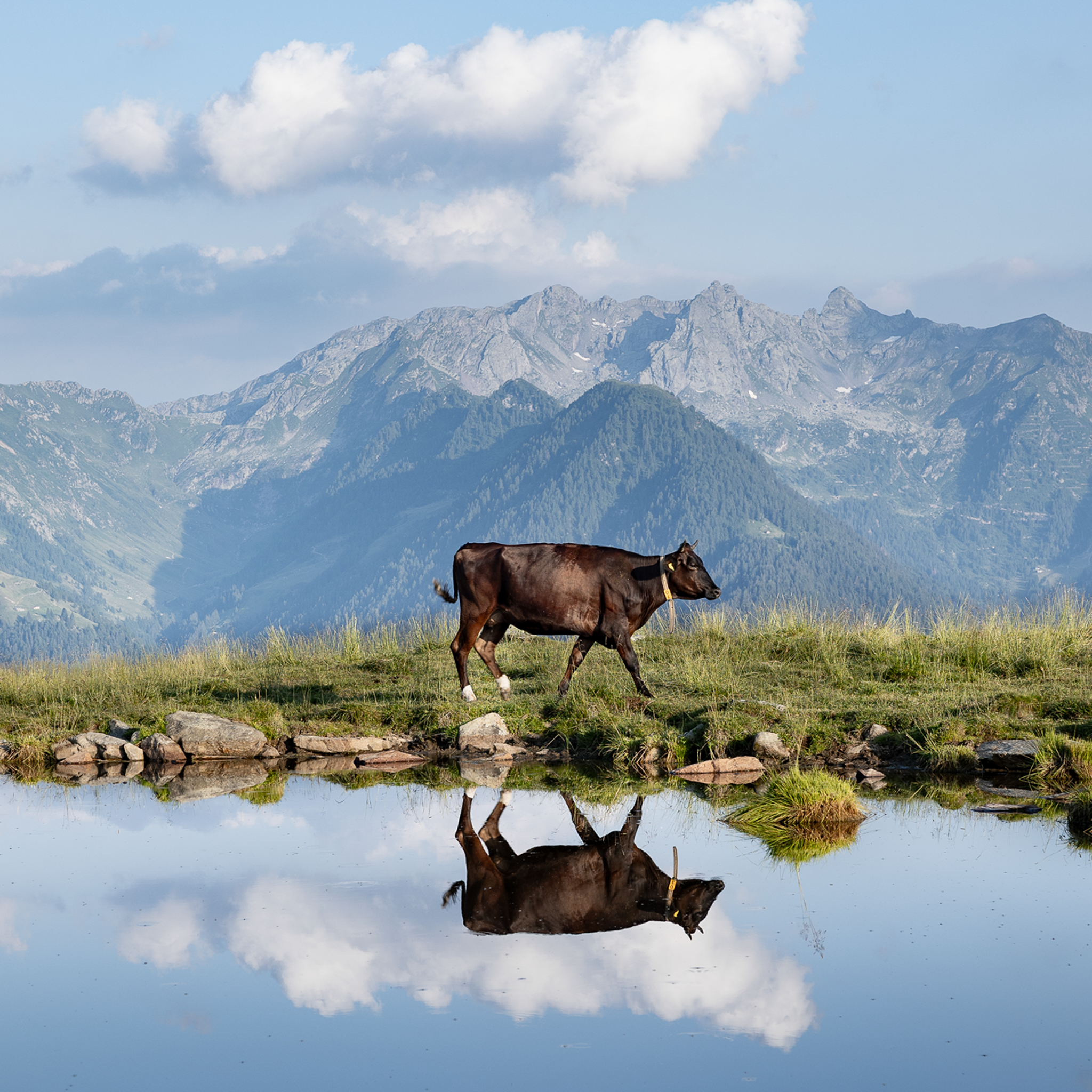 Cow Above the Clouds- Collection: Italy