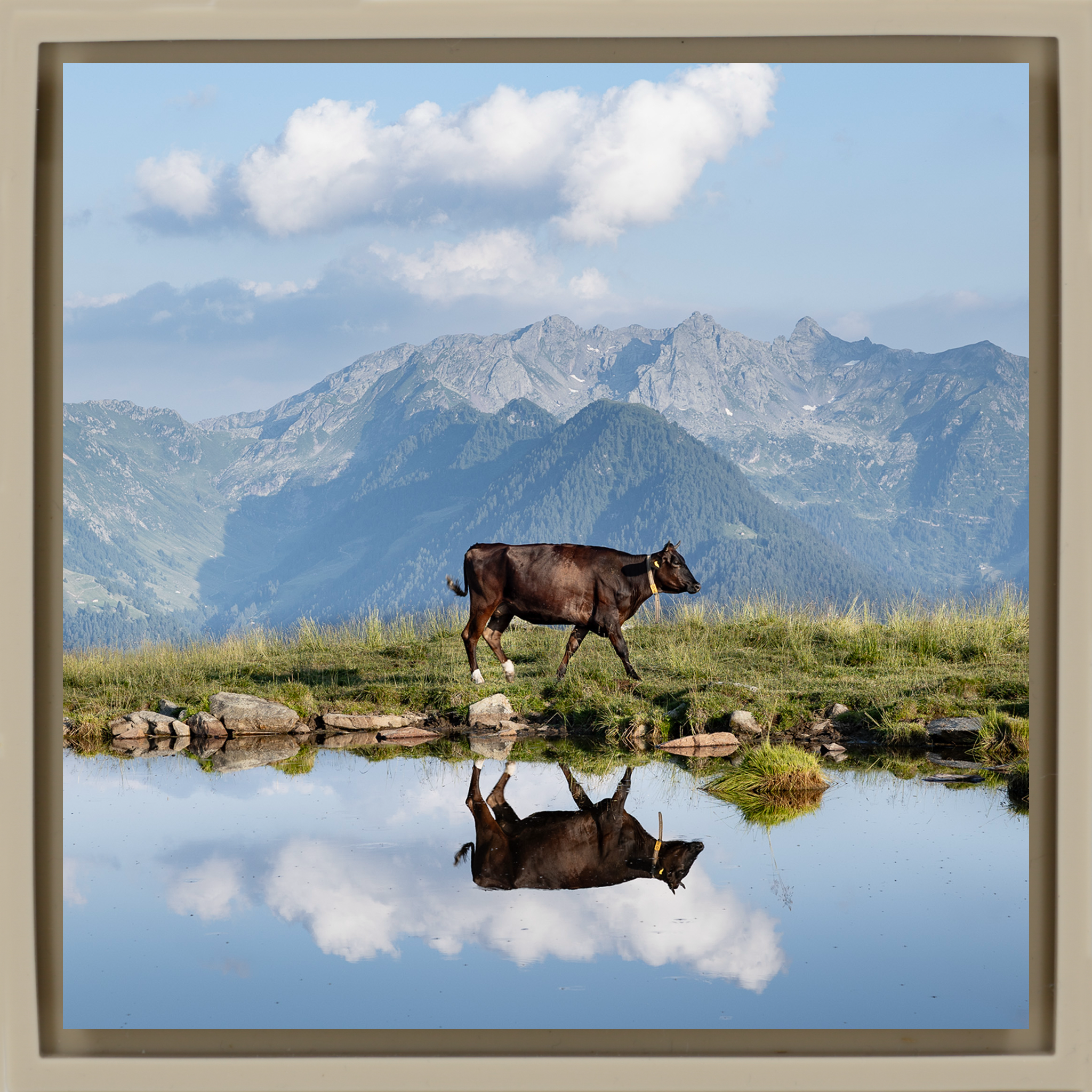 Cow Above the Clouds- Sand Wrapp