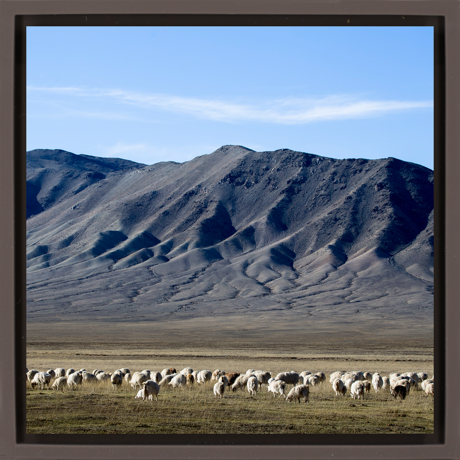Cashmere Goats Grazing - Brown Wrapp