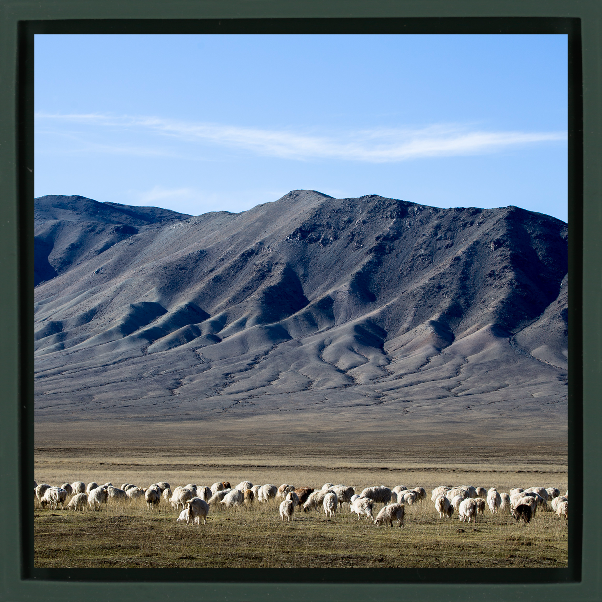 Cashmere Goats Grazing - Donkergroene Wrapp