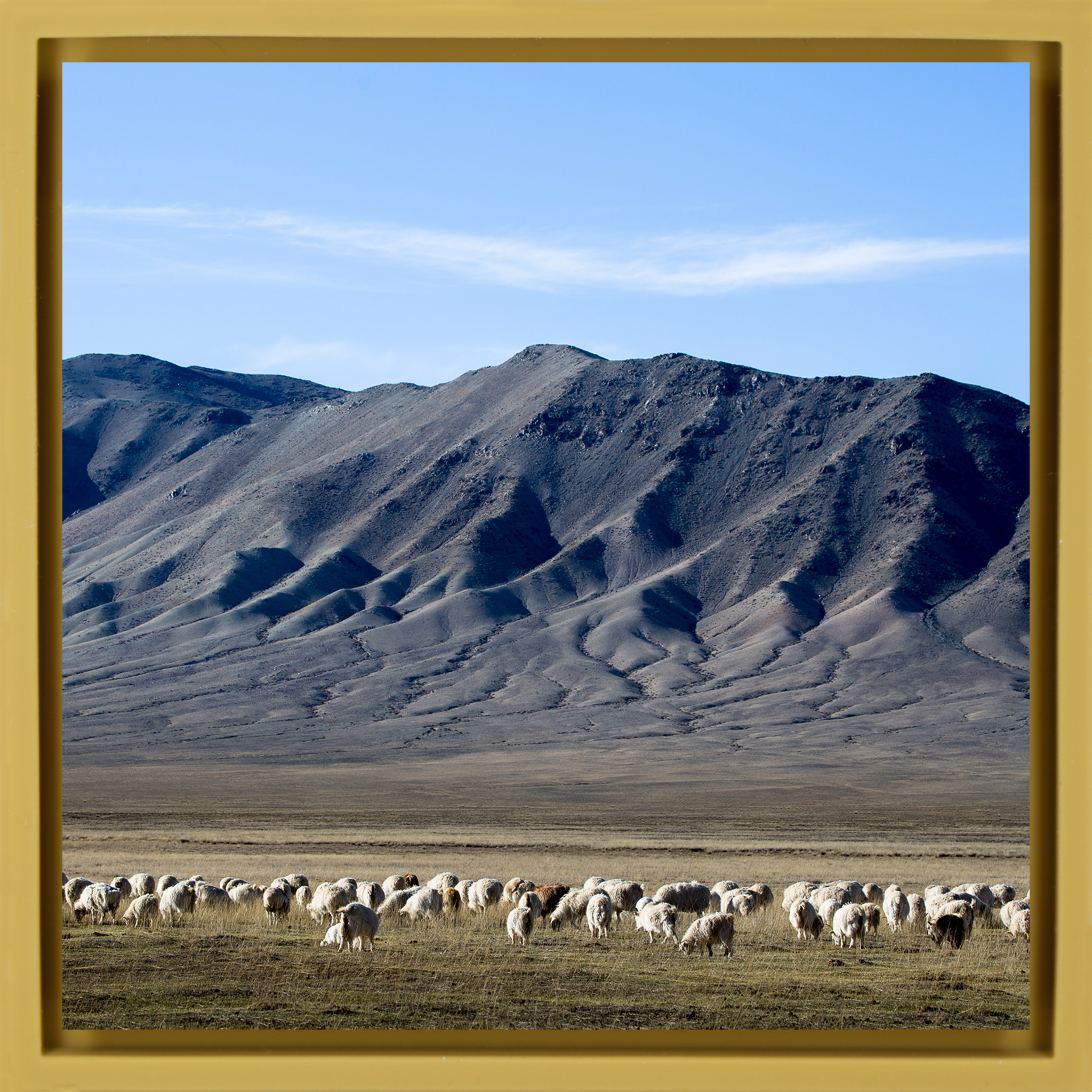Cashmere Goats Grazing- Ochre Wrapp