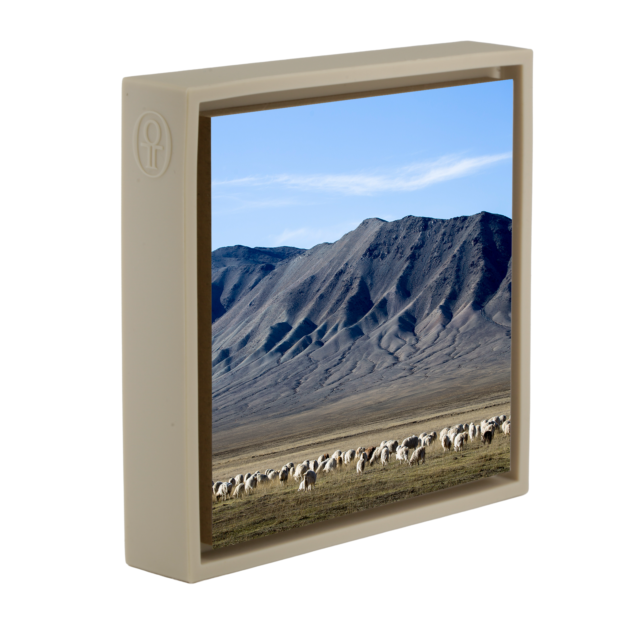 Cashmere Goats Grazing- Sand Wrapp