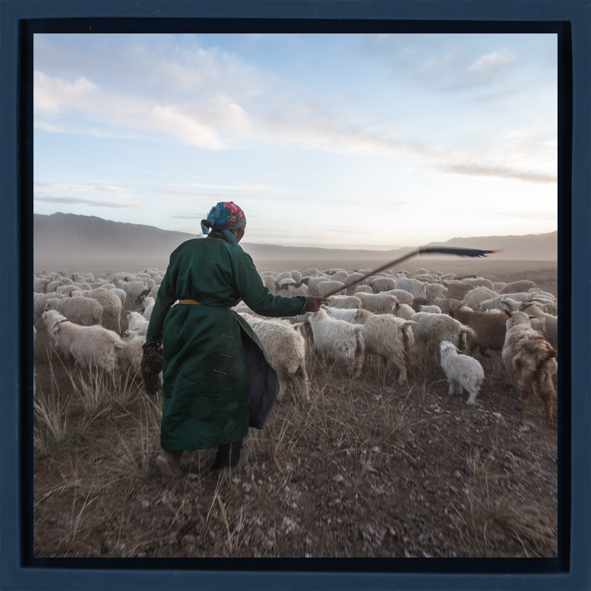 Shepherd with his Goats- Dark Blue Wrapp