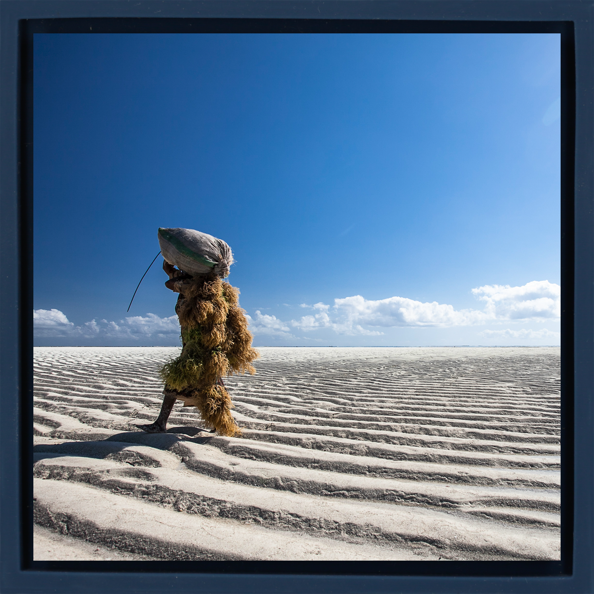 Seaweed Harvesters- Dark Blue Wrapp