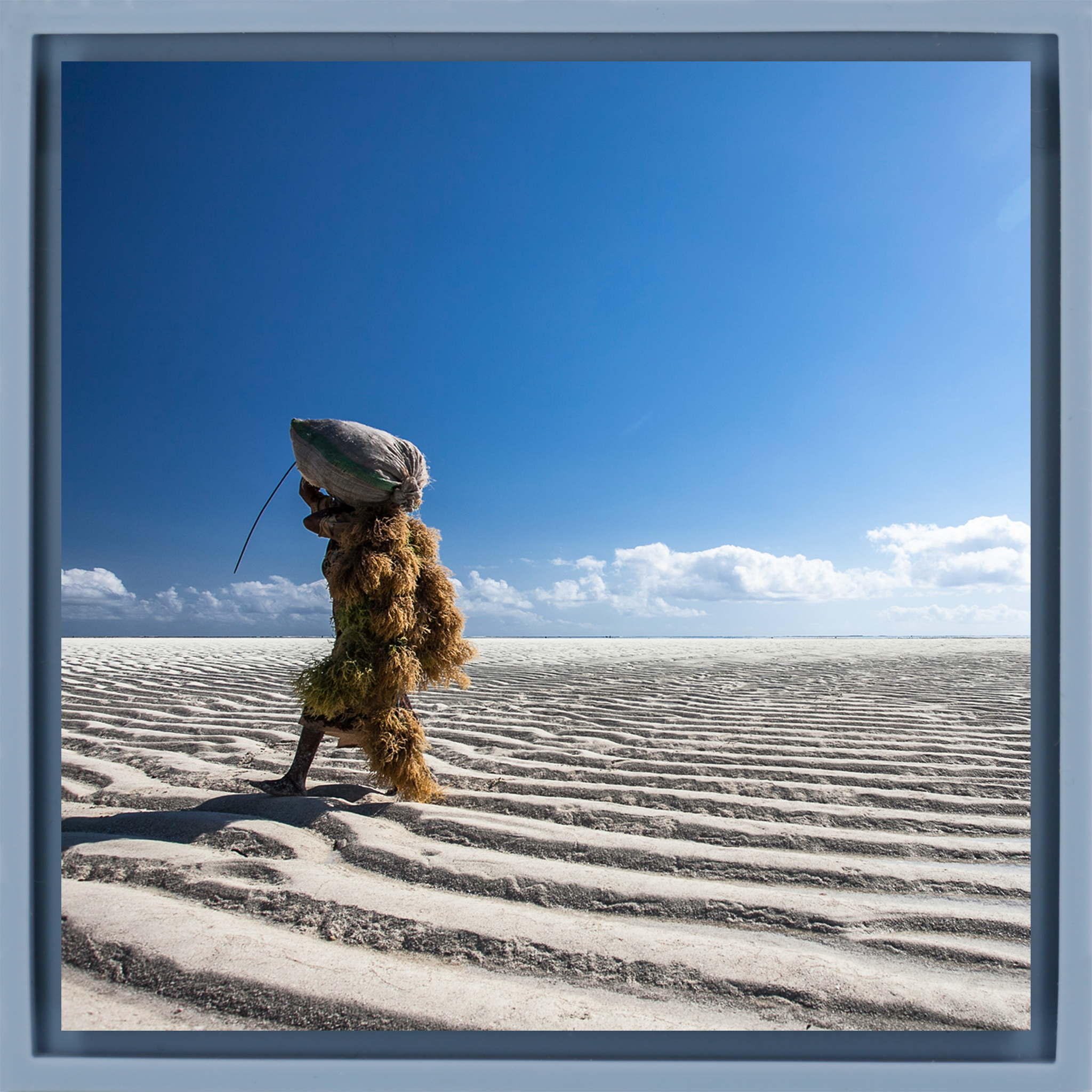 Seaweed Harvesters- Light Blue Wrapp