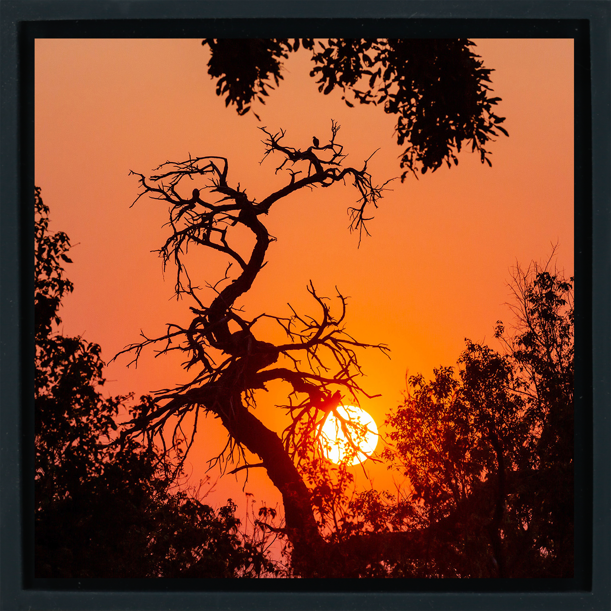 Sunset Tree - Zwarte Wrapp