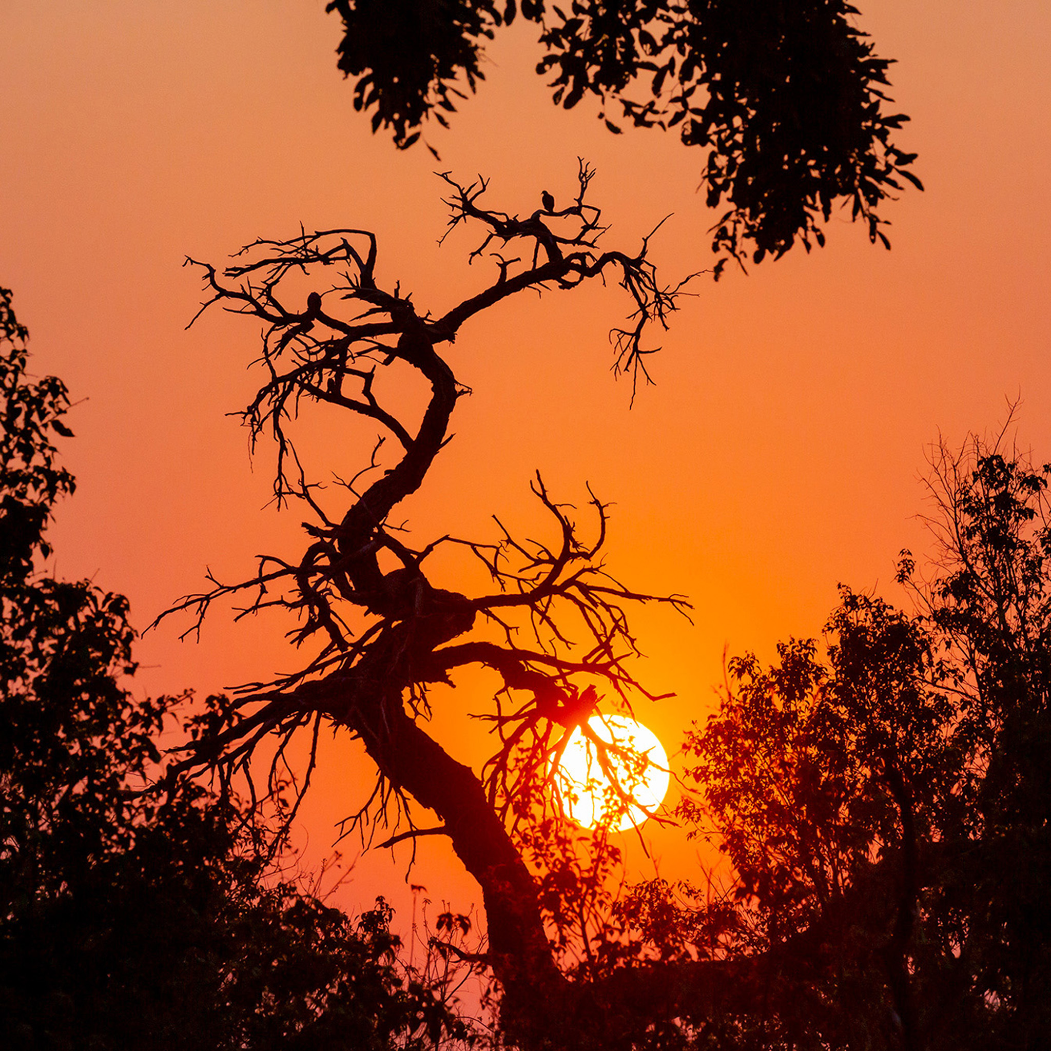 Sunset Tree in Botswana- Collection: Botswana