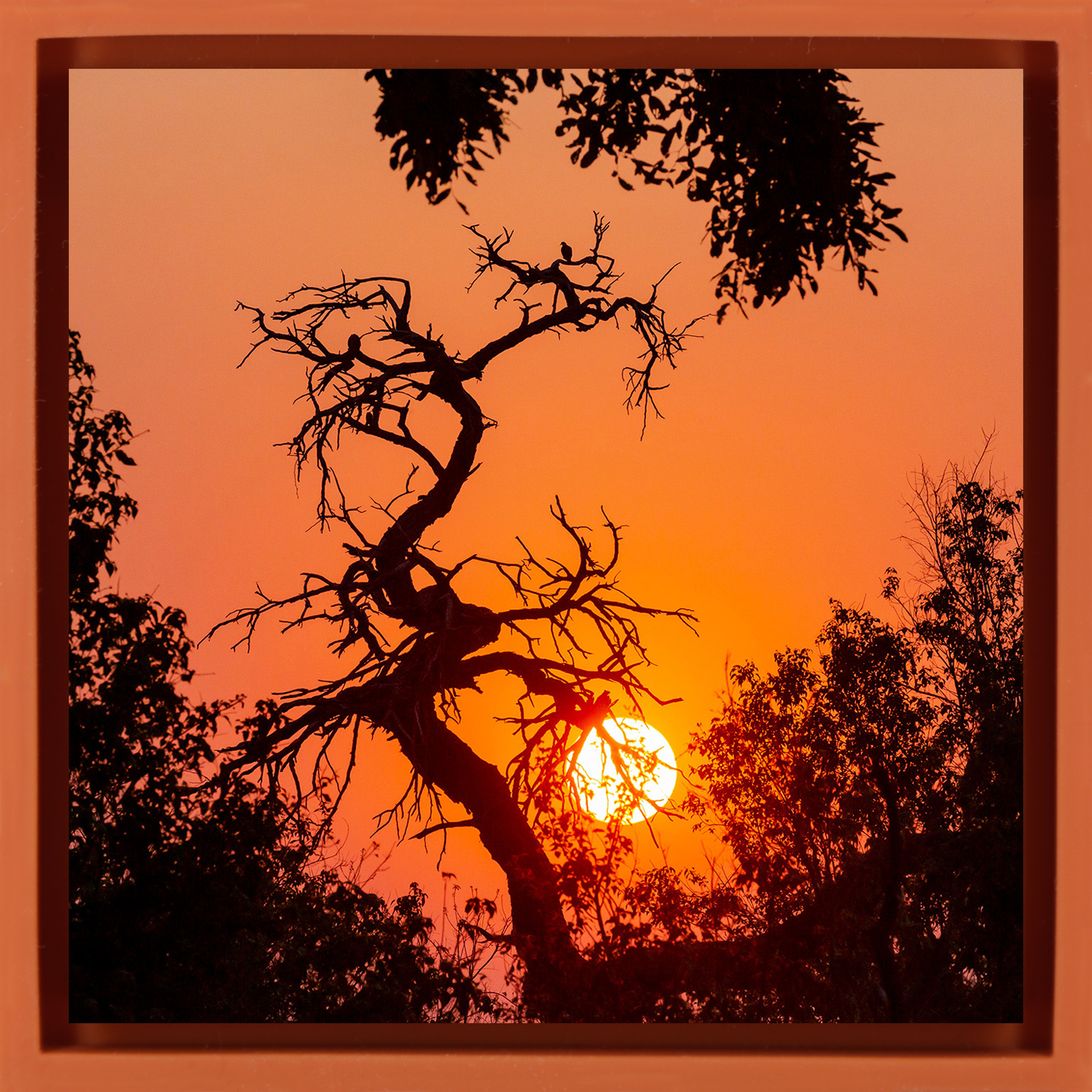 Sunset Tree - Gele Wrapp